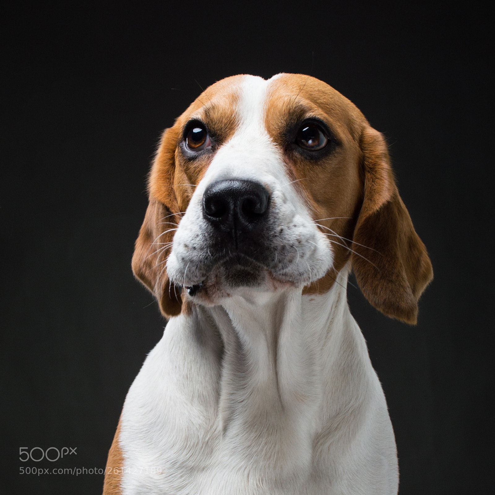 Nikon D3200 sample photo. Ocean the beagle photography