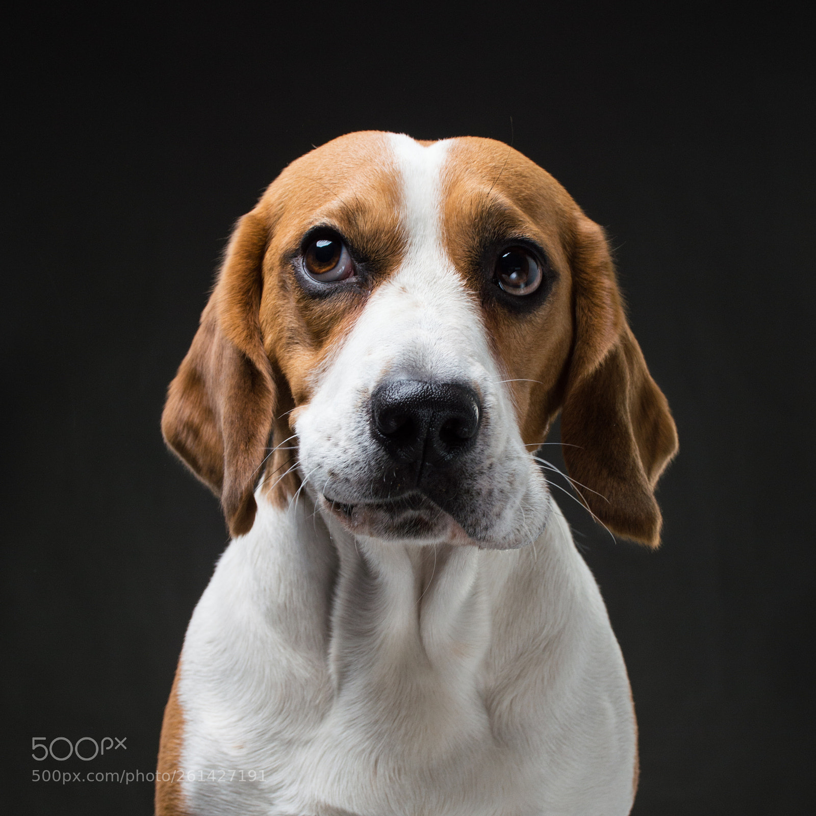 Nikon D3200 sample photo. Ocean the beagle photography