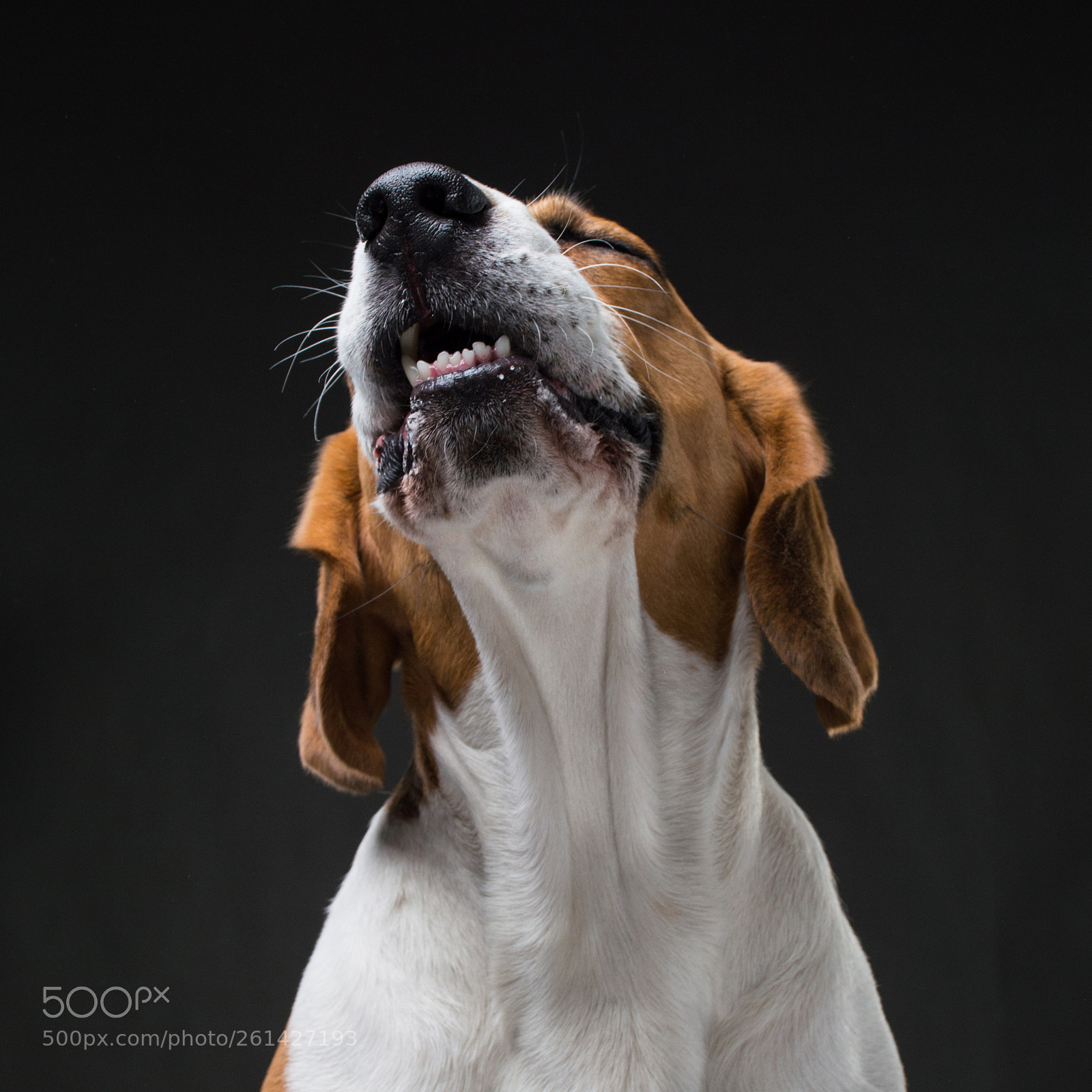 Nikon D3200 sample photo. Ocean the beagle photography