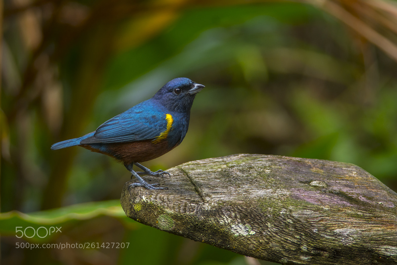 Nikon D7200 sample photo. Chestnut-bellied euphonia photography