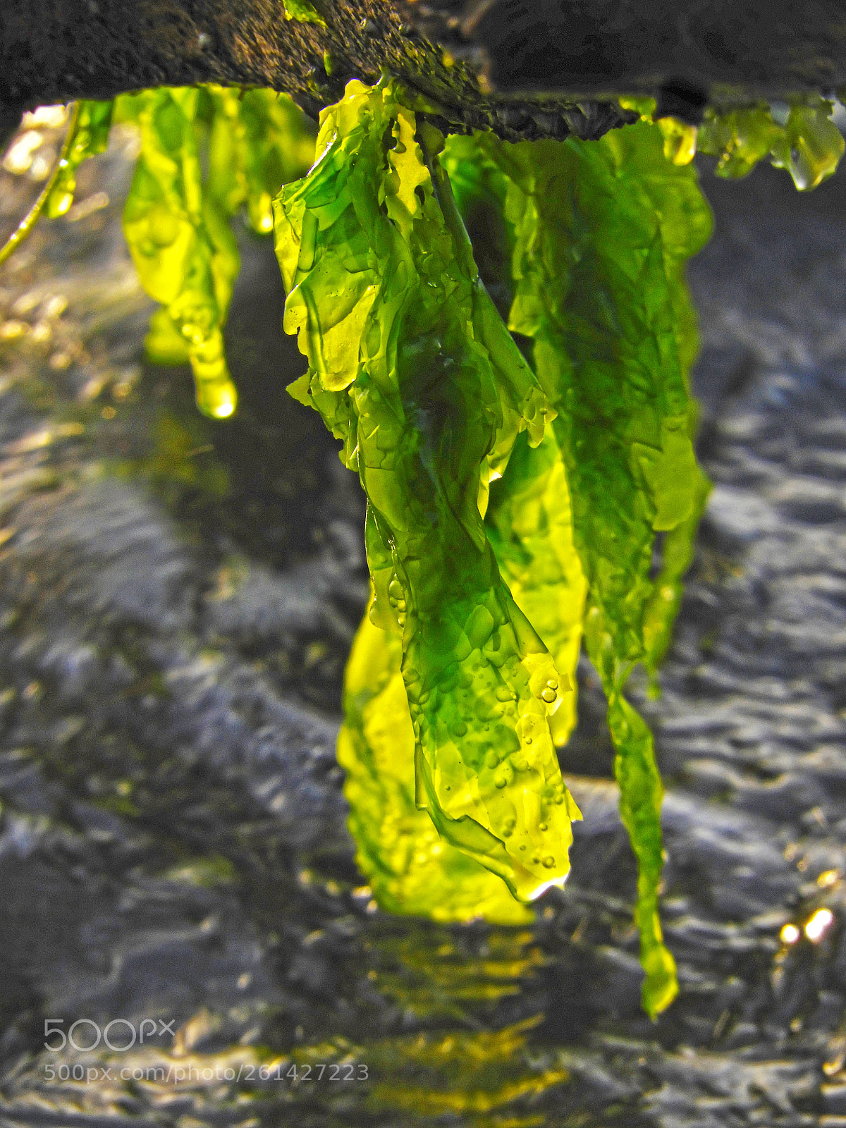 Nikon Coolpix B700 sample photo. Algae under log... photography