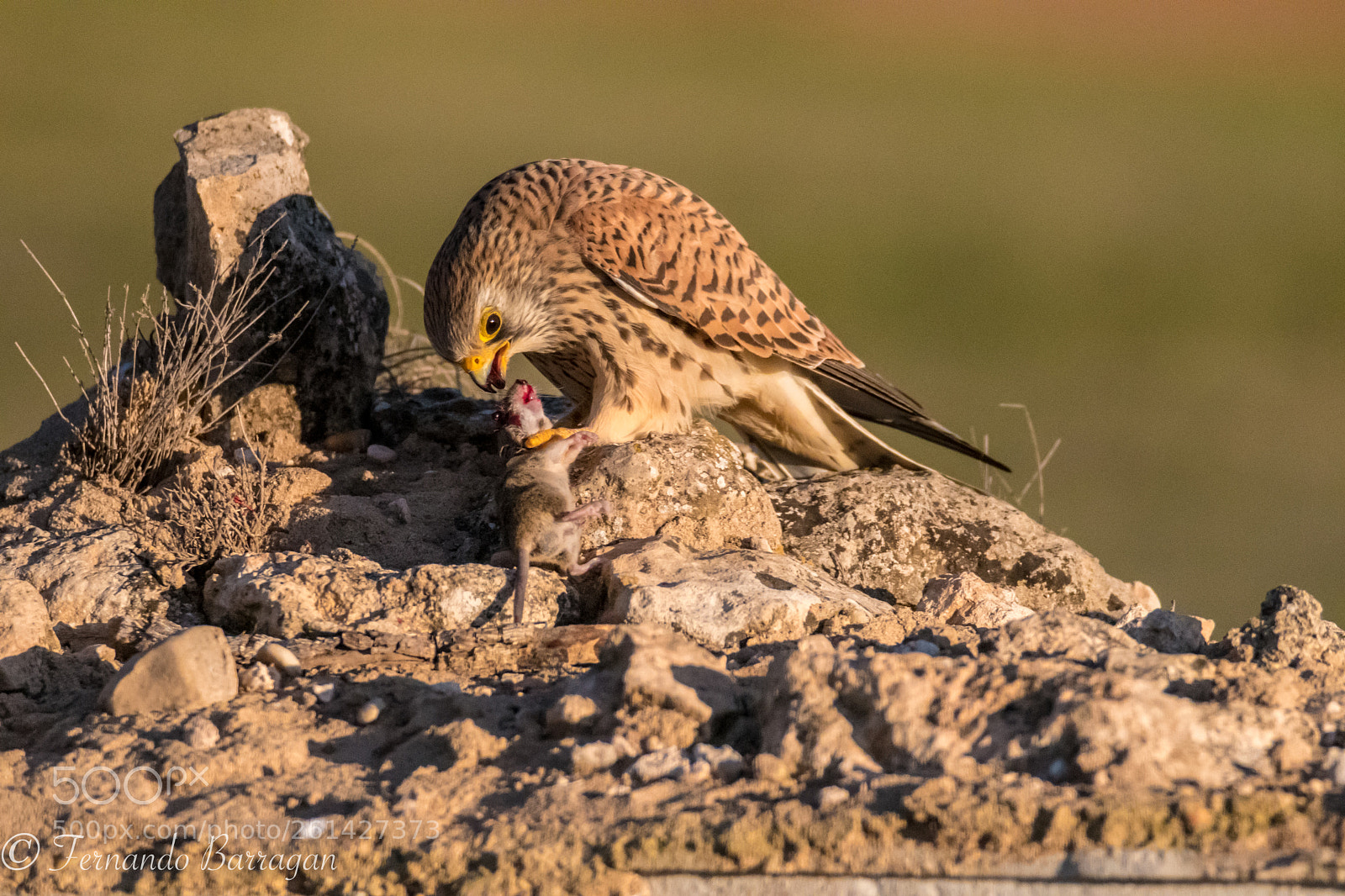 Nikon D500 sample photo. Cernicalo cazando raton photography