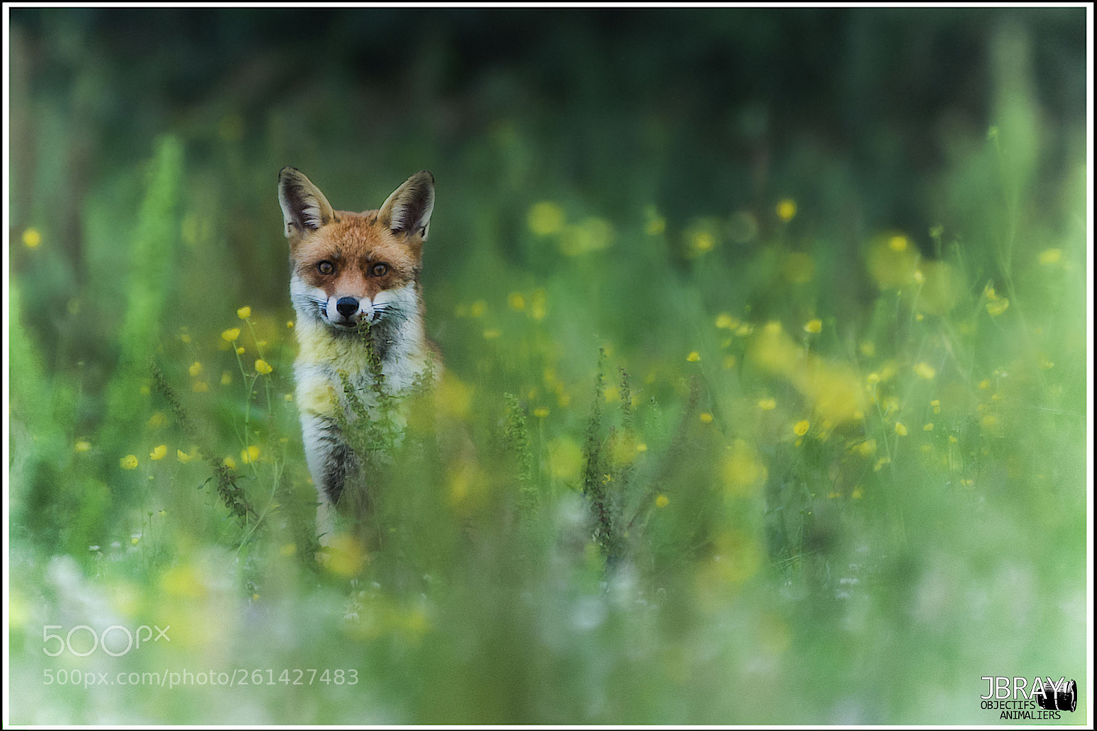 Nikon D7200 sample photo. Fox photography