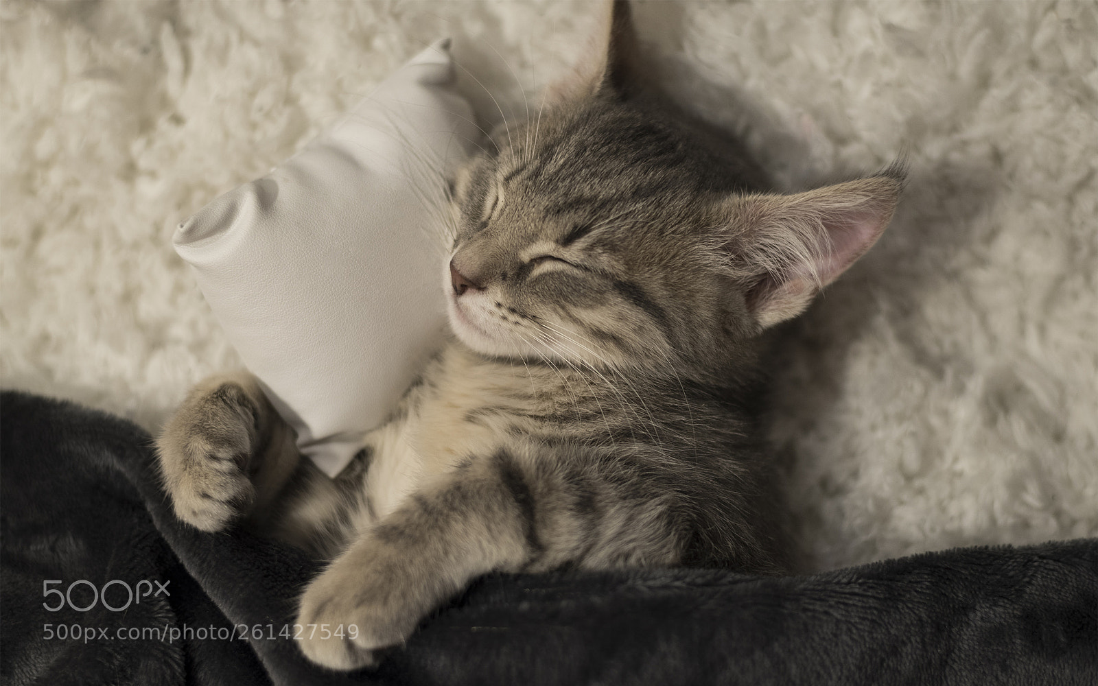 Nikon D750 sample photo. Nap time photography