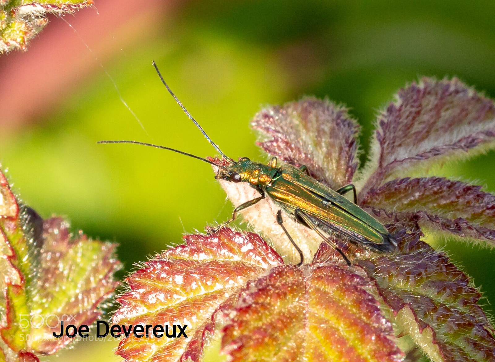Canon EOS 70D sample photo. Musk beetle photography