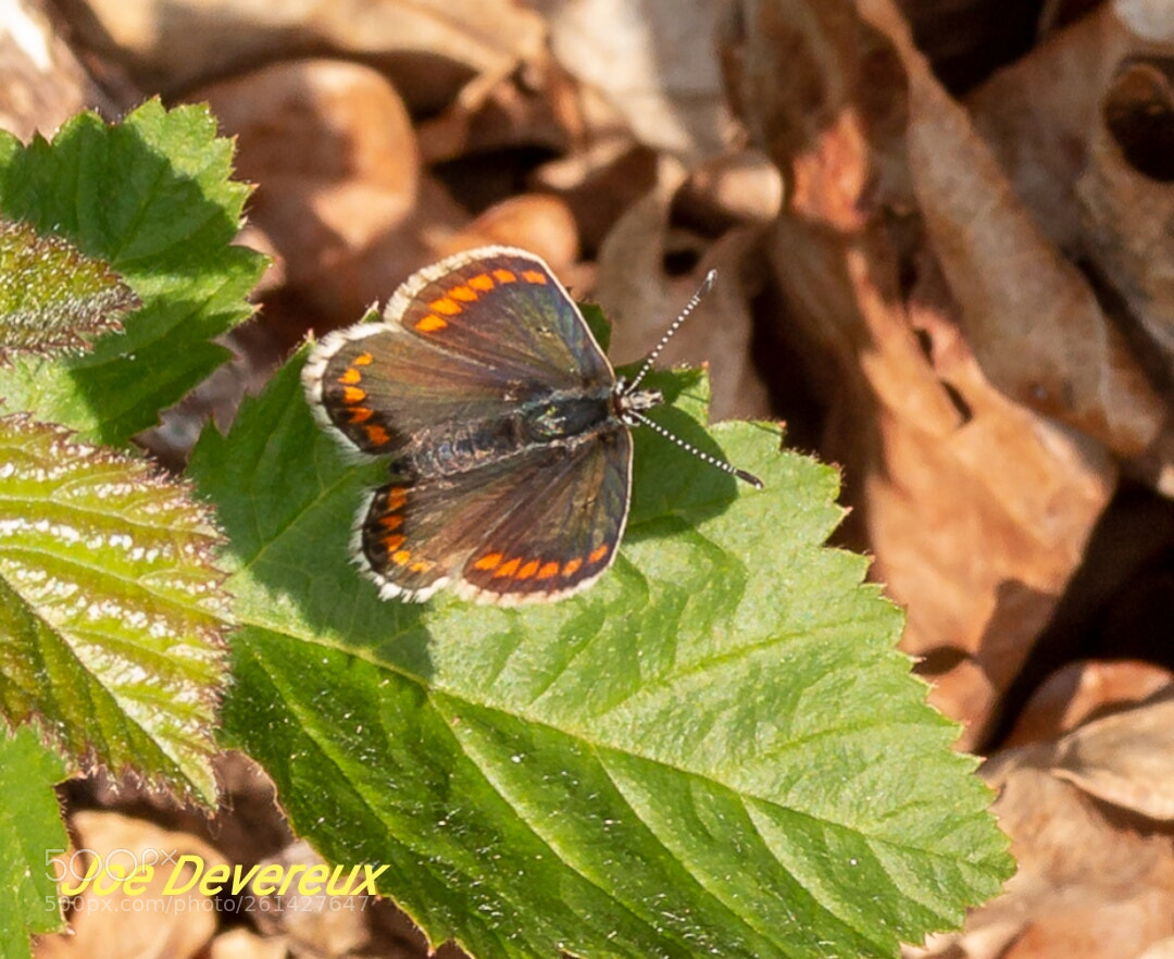 Canon EOS 70D sample photo. Argos brown butterfly photography