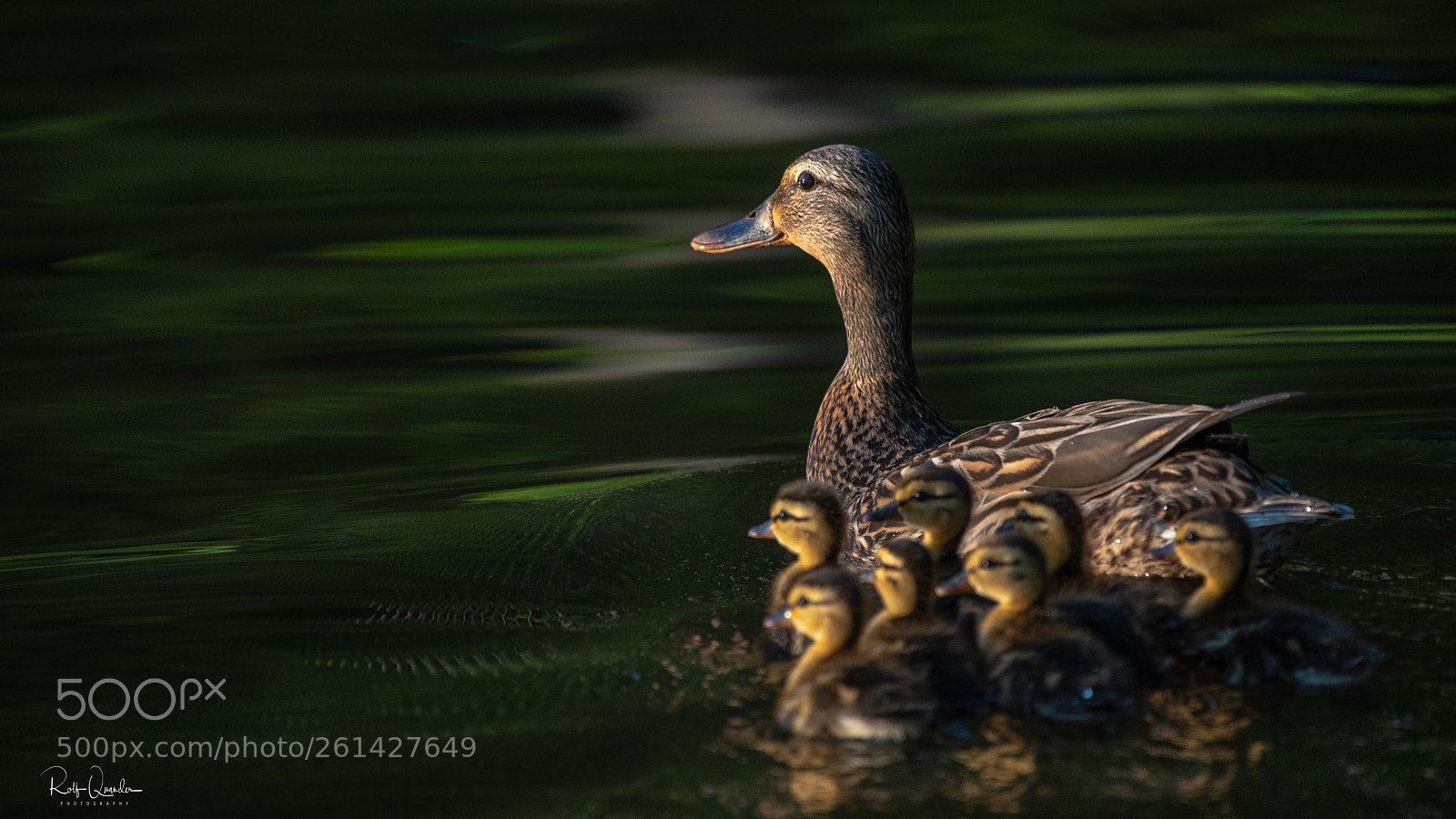 Nikon D750 sample photo. Duck family photography