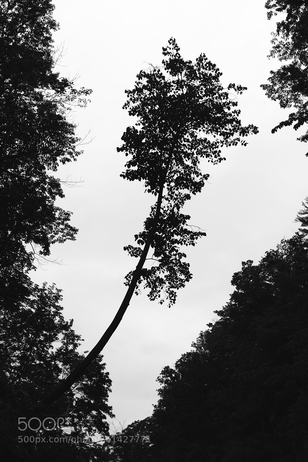 Nikon D500 sample photo. Untitled photography