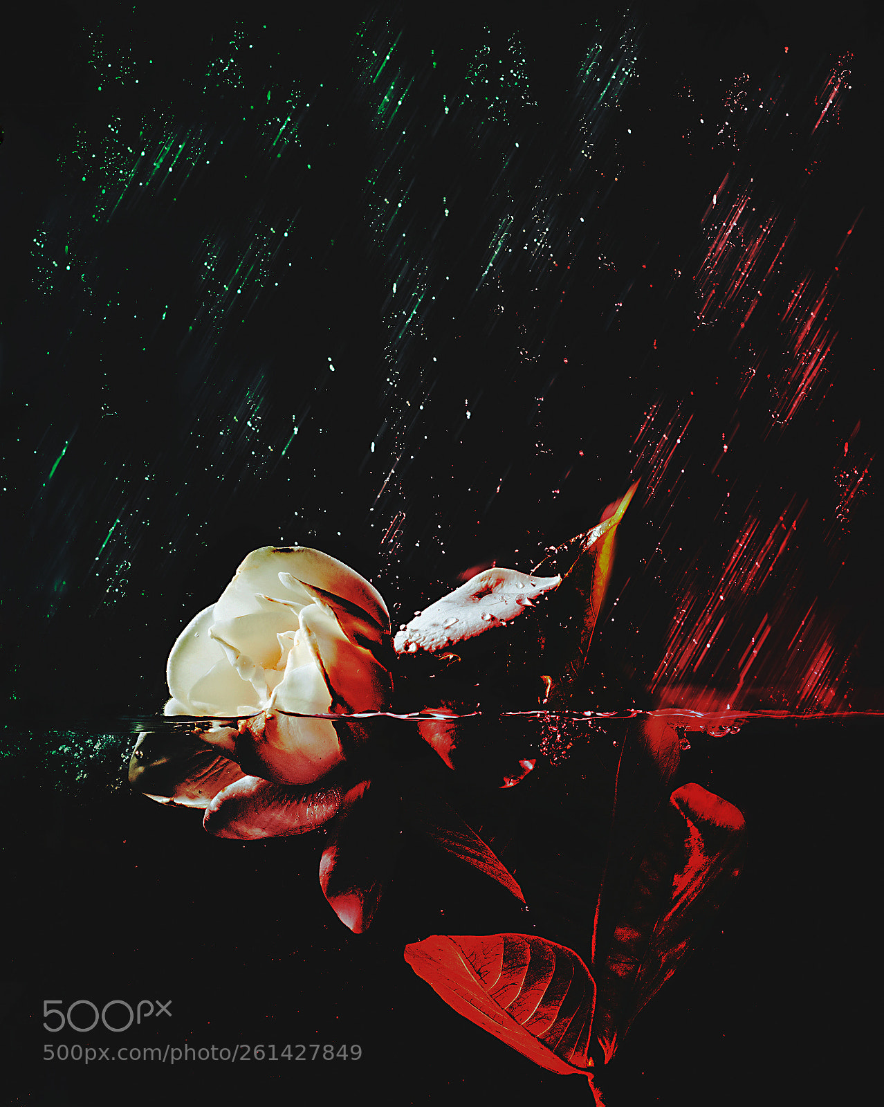 Nikon D3200 sample photo. Raining flower photography