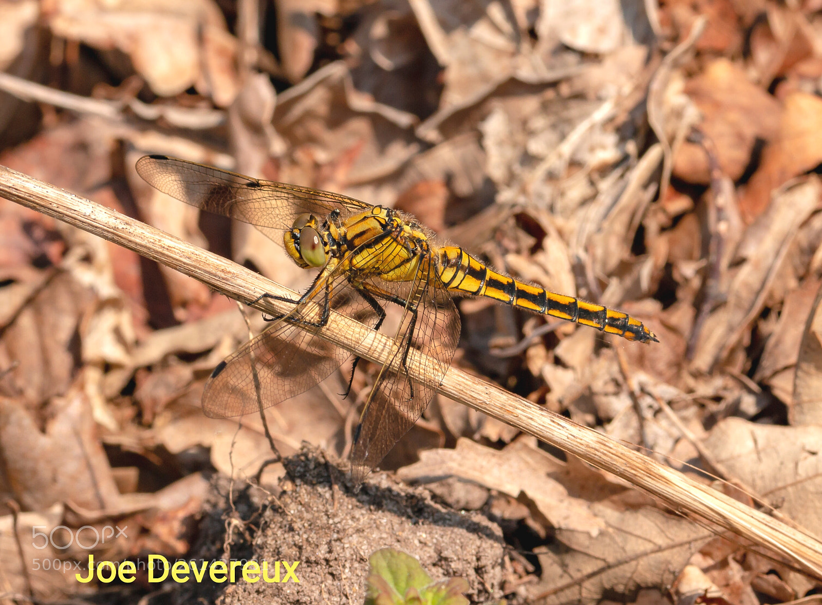 Canon EOS 70D sample photo. Black tailed skimmer photography