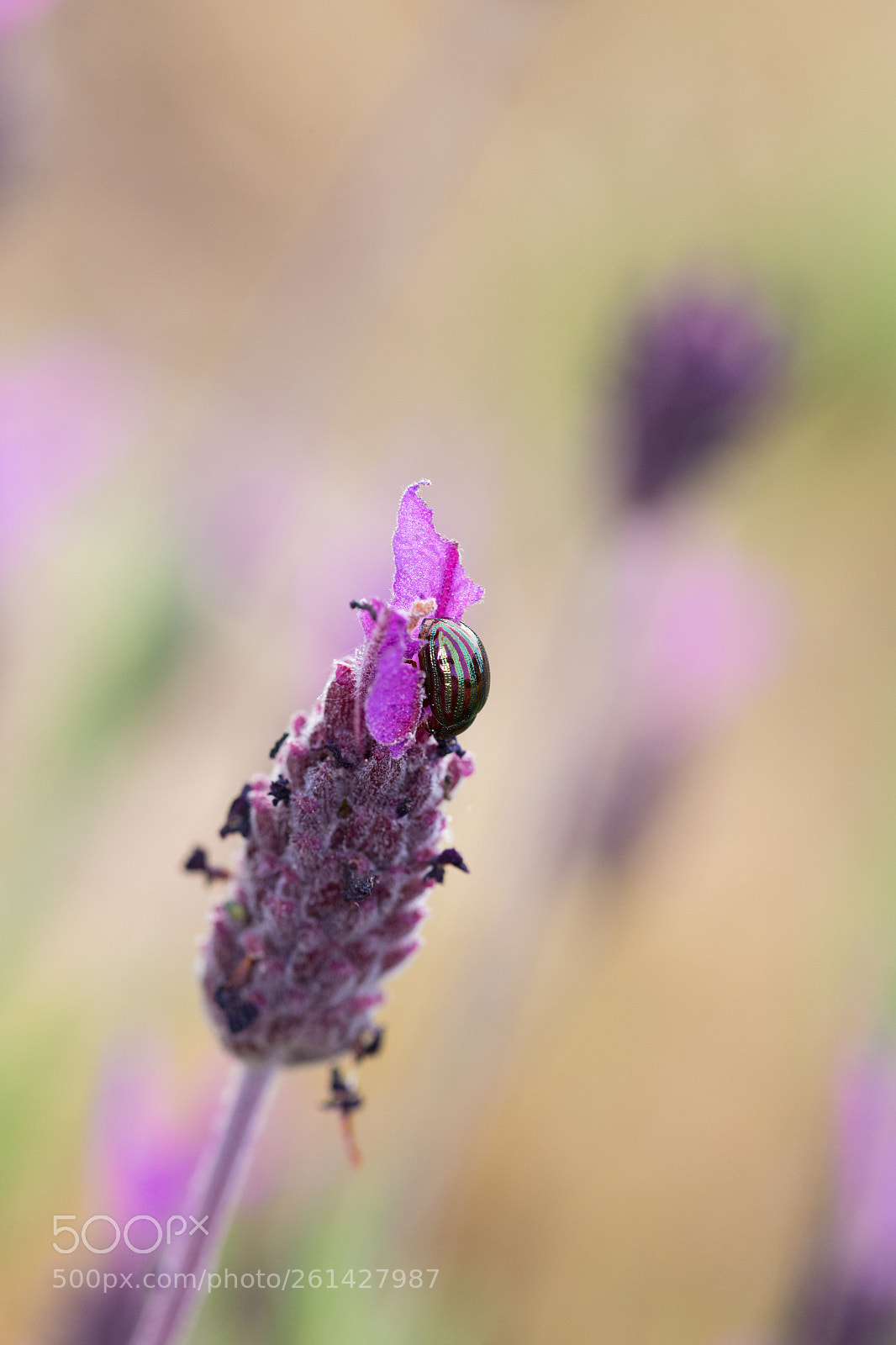 Canon EOS 6D sample photo. Beetle  160417-0125 photography