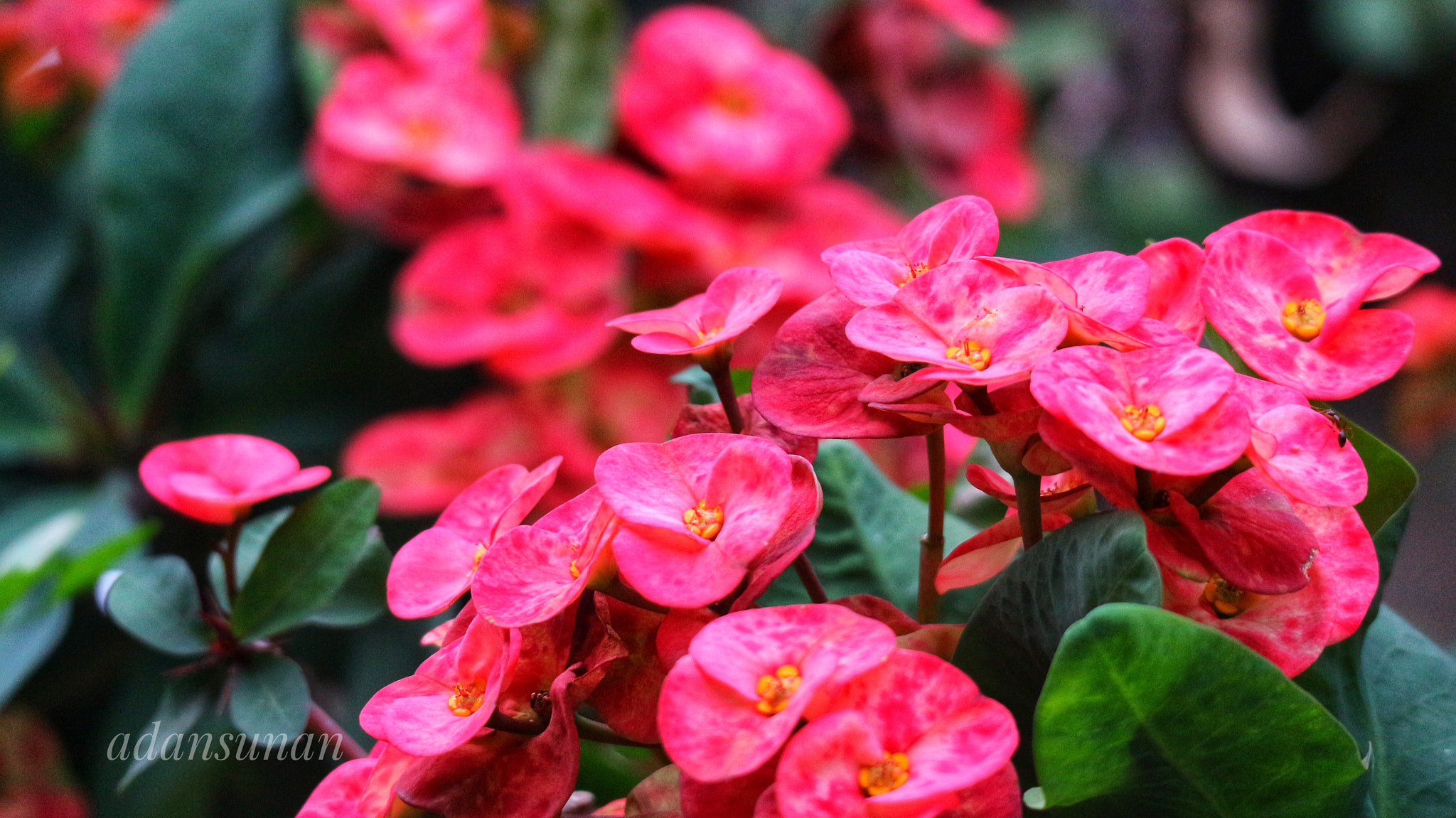 Canon EOS M10 sample photo. Kembang cucuk photography