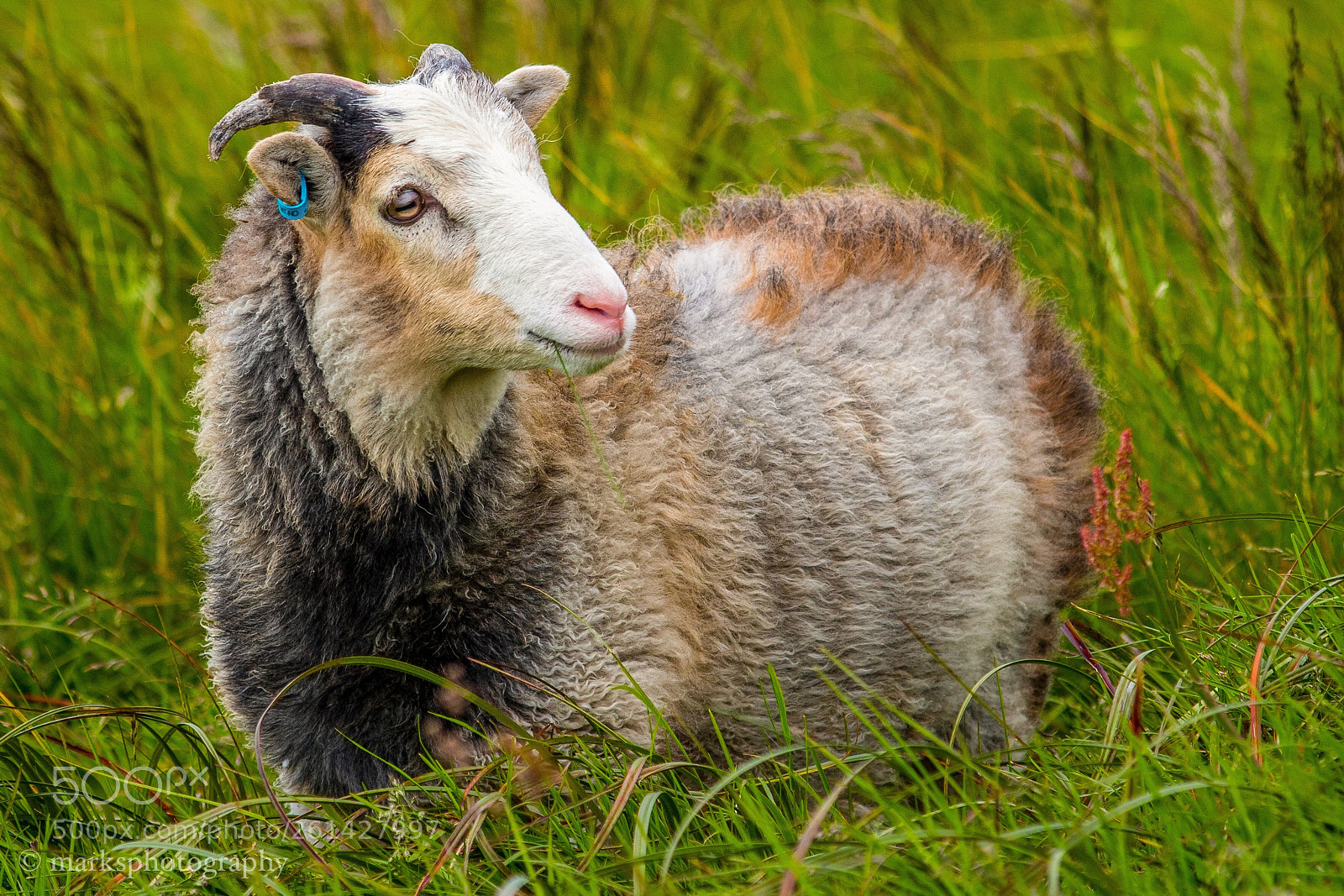 Canon EOS 1300D (EOS Rebel T6 / EOS Kiss X80) sample photo. Sheep or goat photography