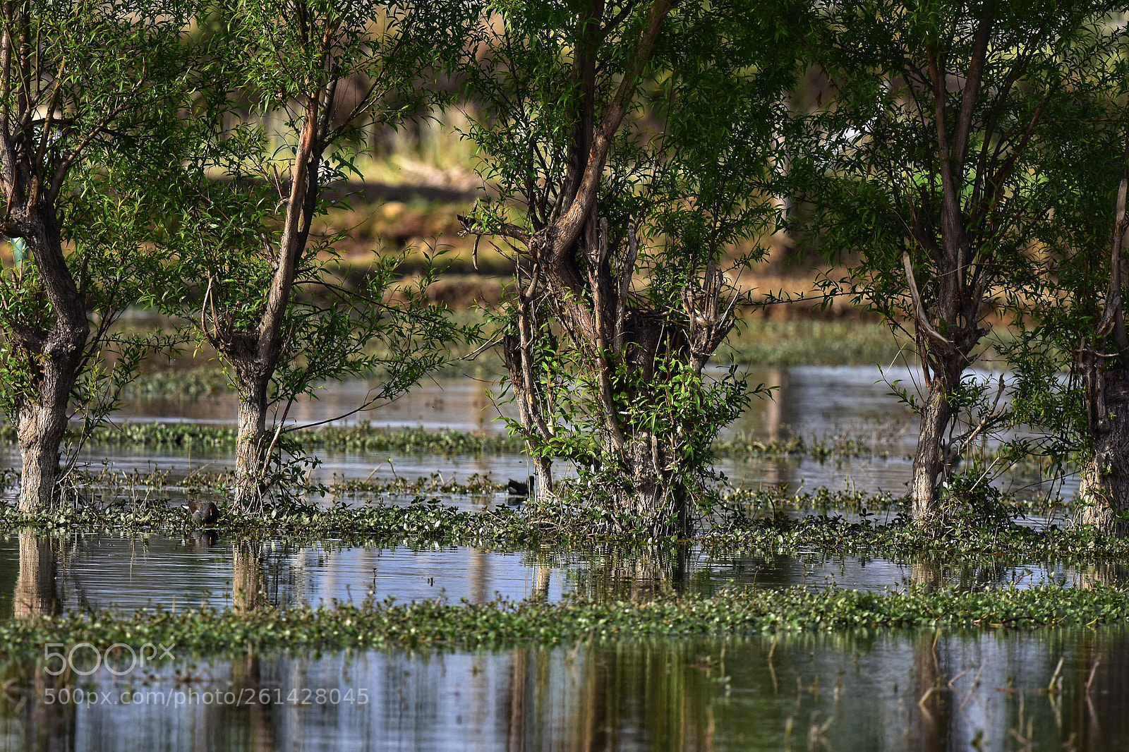 Nikon D7200 sample photo. Marsh photography
