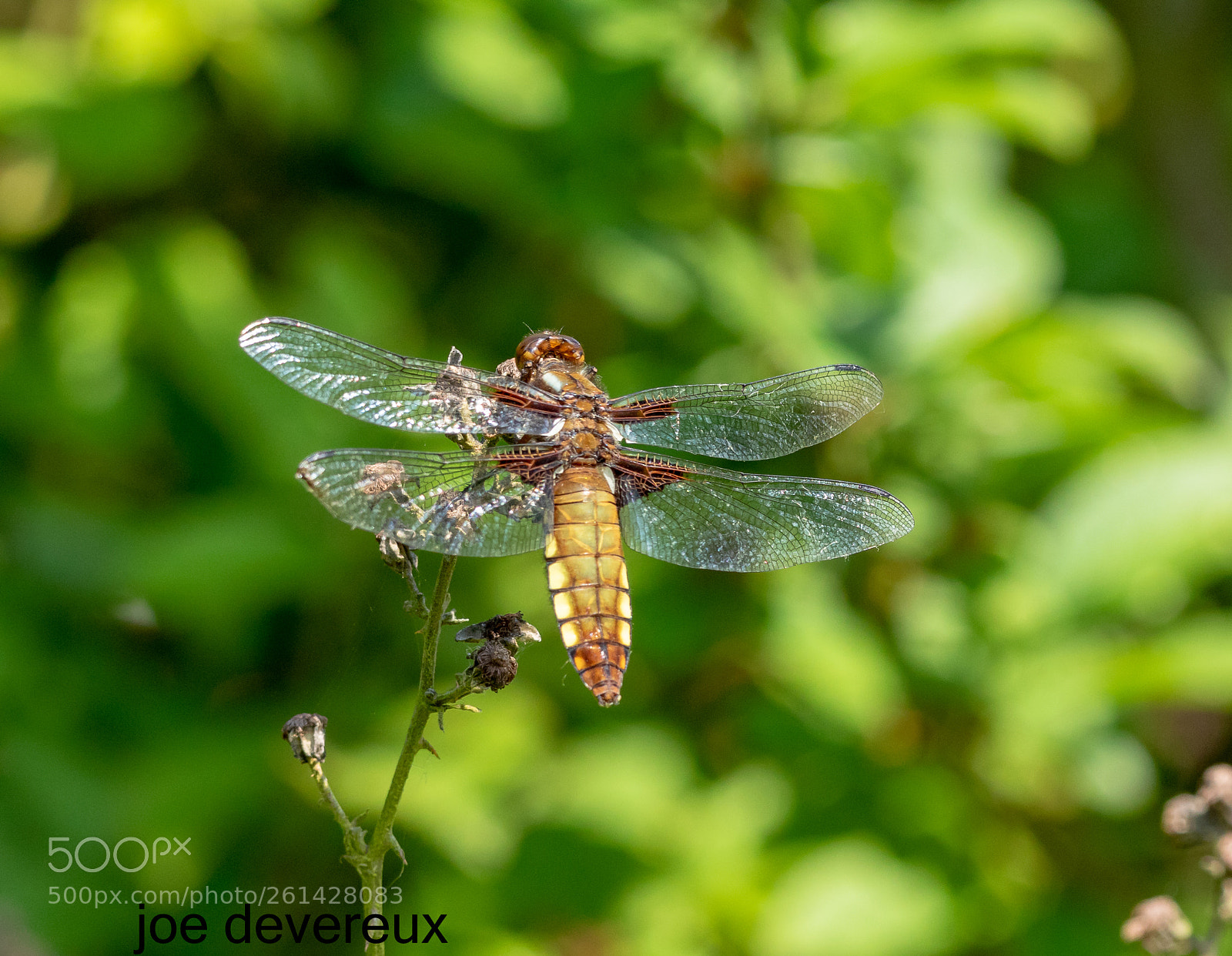 Canon EOS 7D Mark II sample photo. Female broad bodied chaser photography