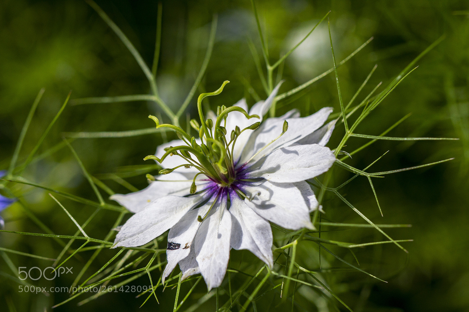 Canon EOS 600D (Rebel EOS T3i / EOS Kiss X5) sample photo. White green & purple photography