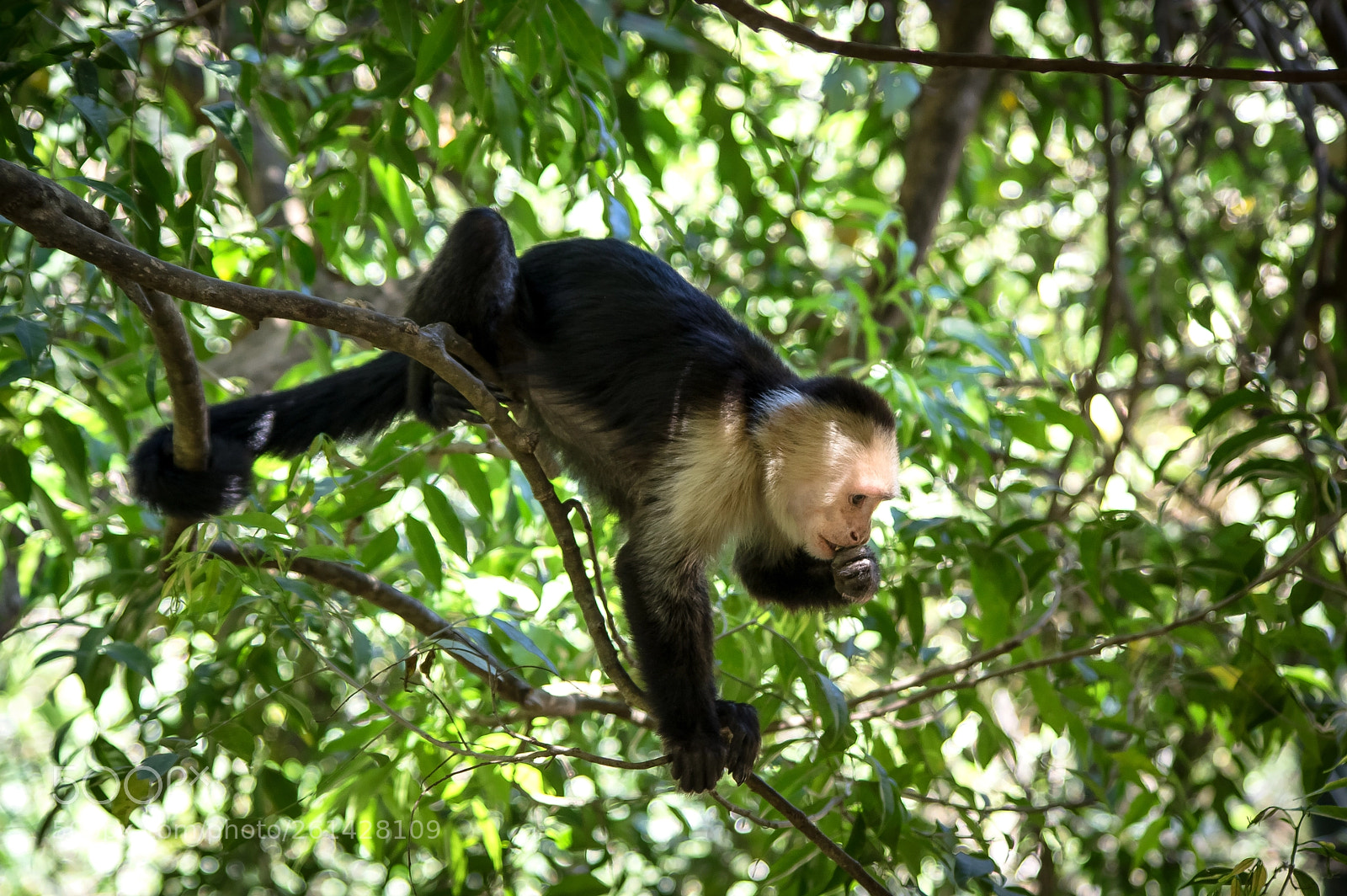 Pentax K-3 sample photo. Curious george photography