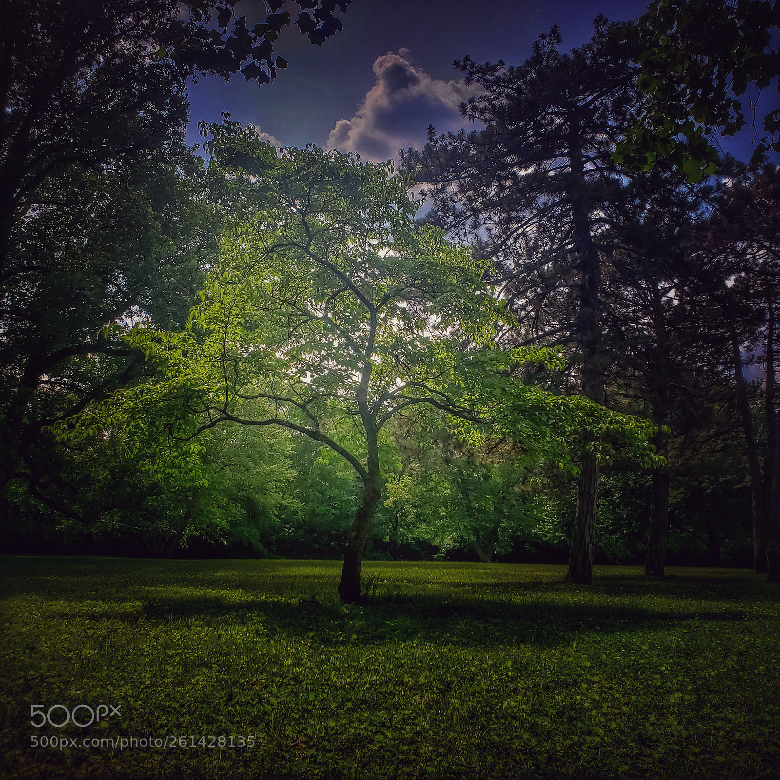 Samsung Galaxy S9 sample photo. Tree in a field photography