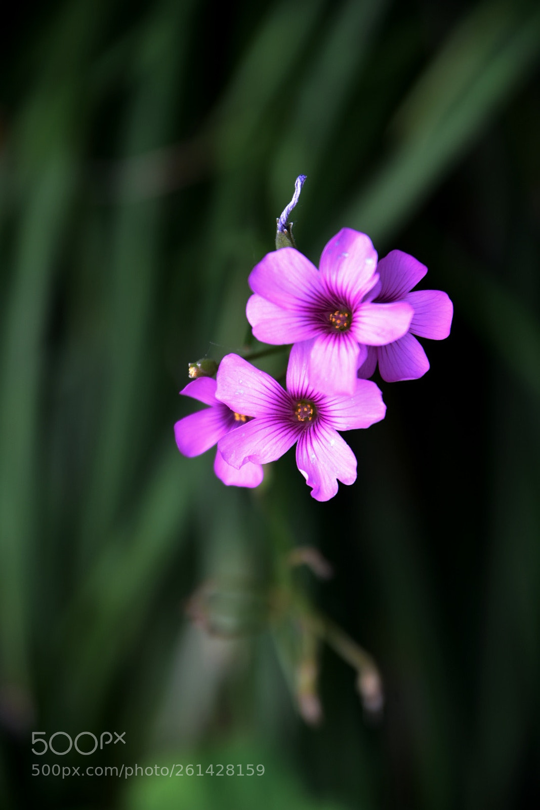 Nikon D7200 sample photo. Lavender sorrel -- oxalis photography