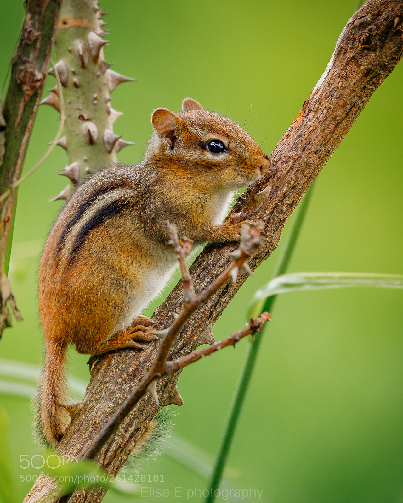 Canon EOS 6D Mark II sample photo. Chipmunk photography