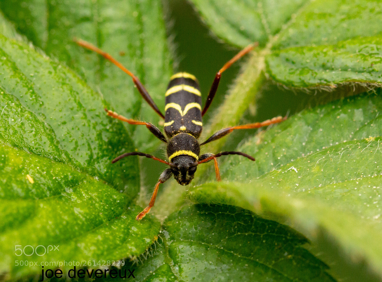 Canon EOS 70D sample photo. Wasp beetle photography