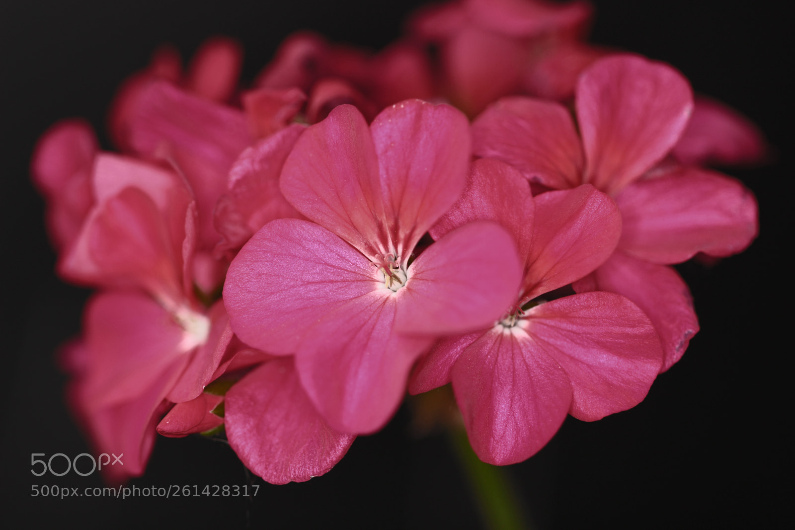 Canon EOS 600D (Rebel EOS T3i / EOS Kiss X5) sample photo. Pink photography