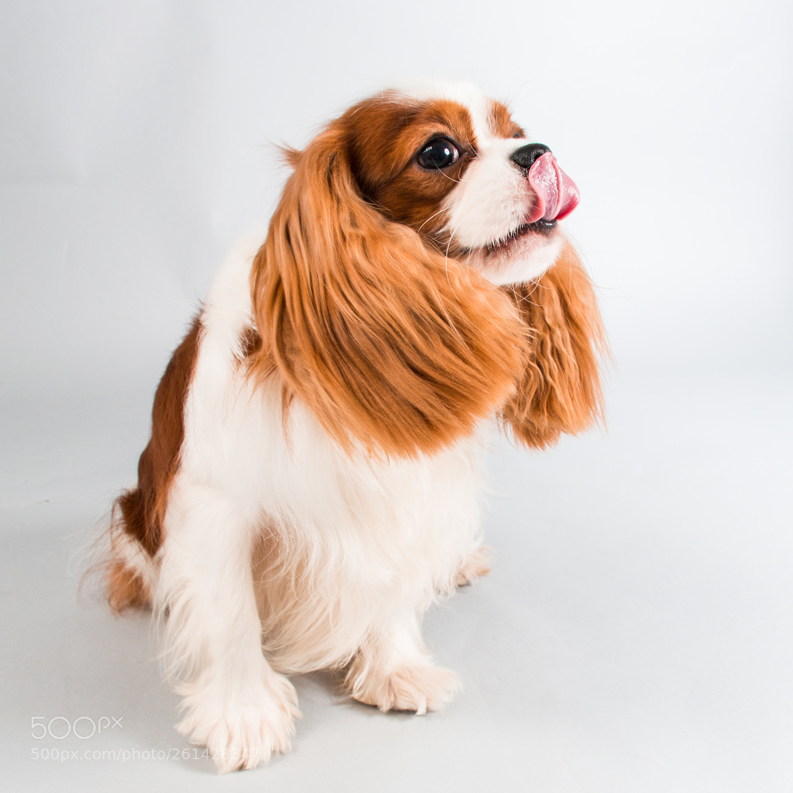Nikon D3200 sample photo. Baster the cavalier photography