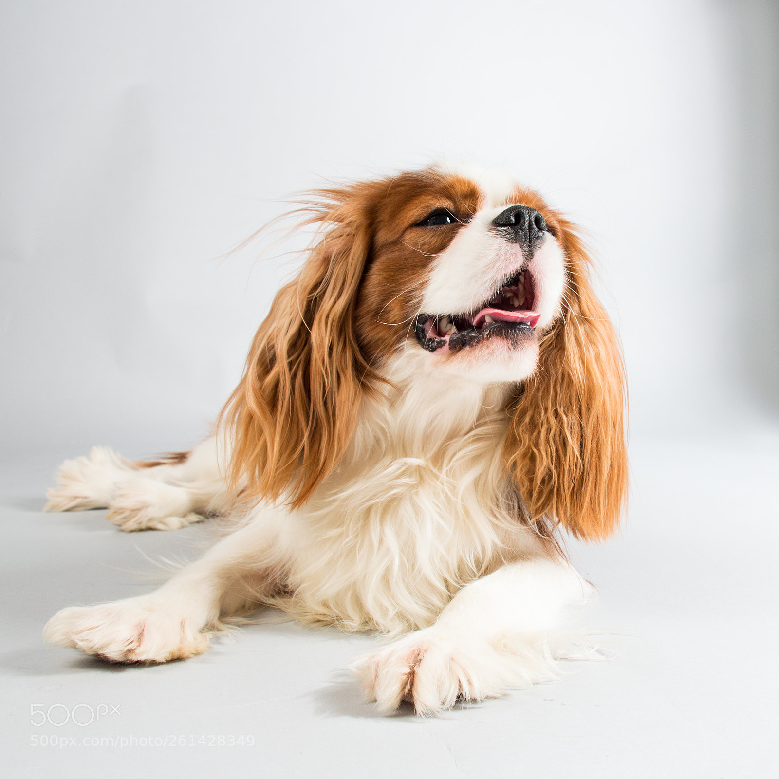 Nikon D3200 sample photo. Baster the cavalier photography