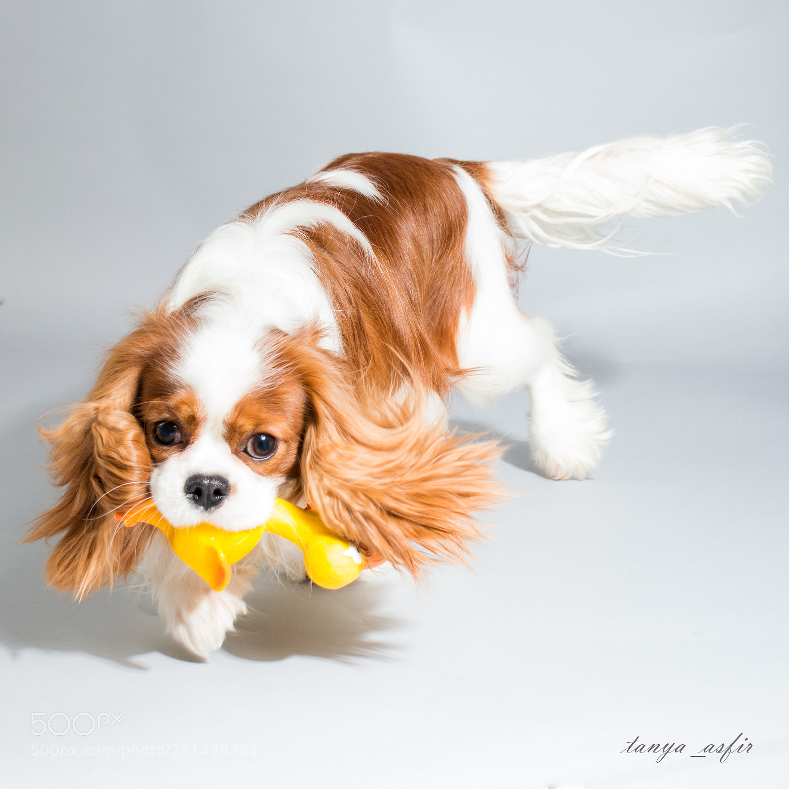 Nikon D3200 sample photo. Baster the cavalier photography