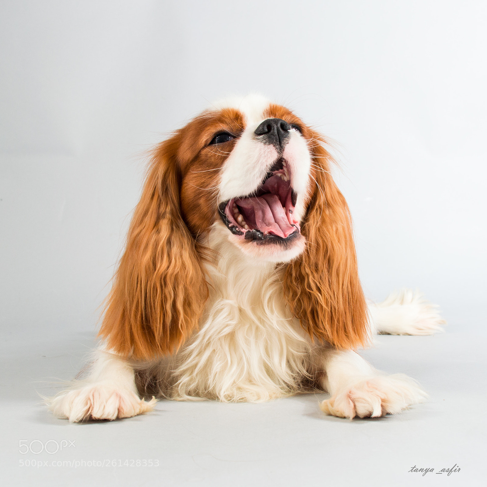 Nikon D3200 sample photo. Baster the cavalier photography