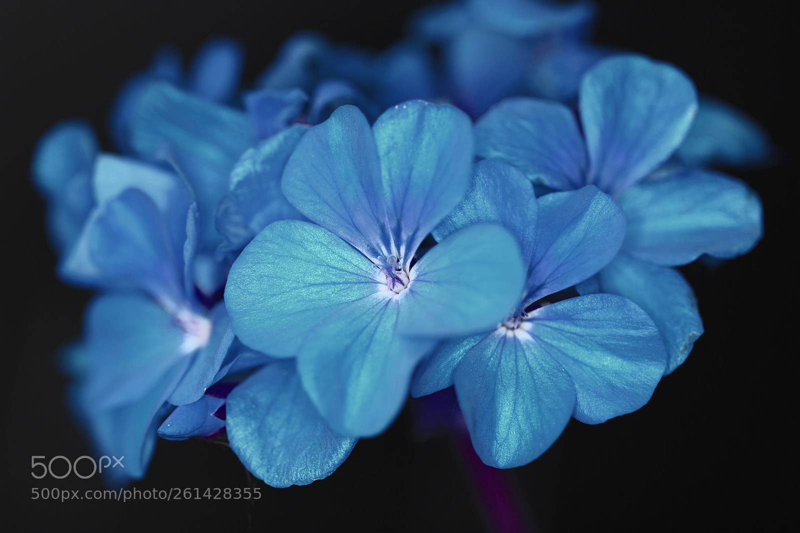 Canon EOS 600D (Rebel EOS T3i / EOS Kiss X5) sample photo. Blue photography