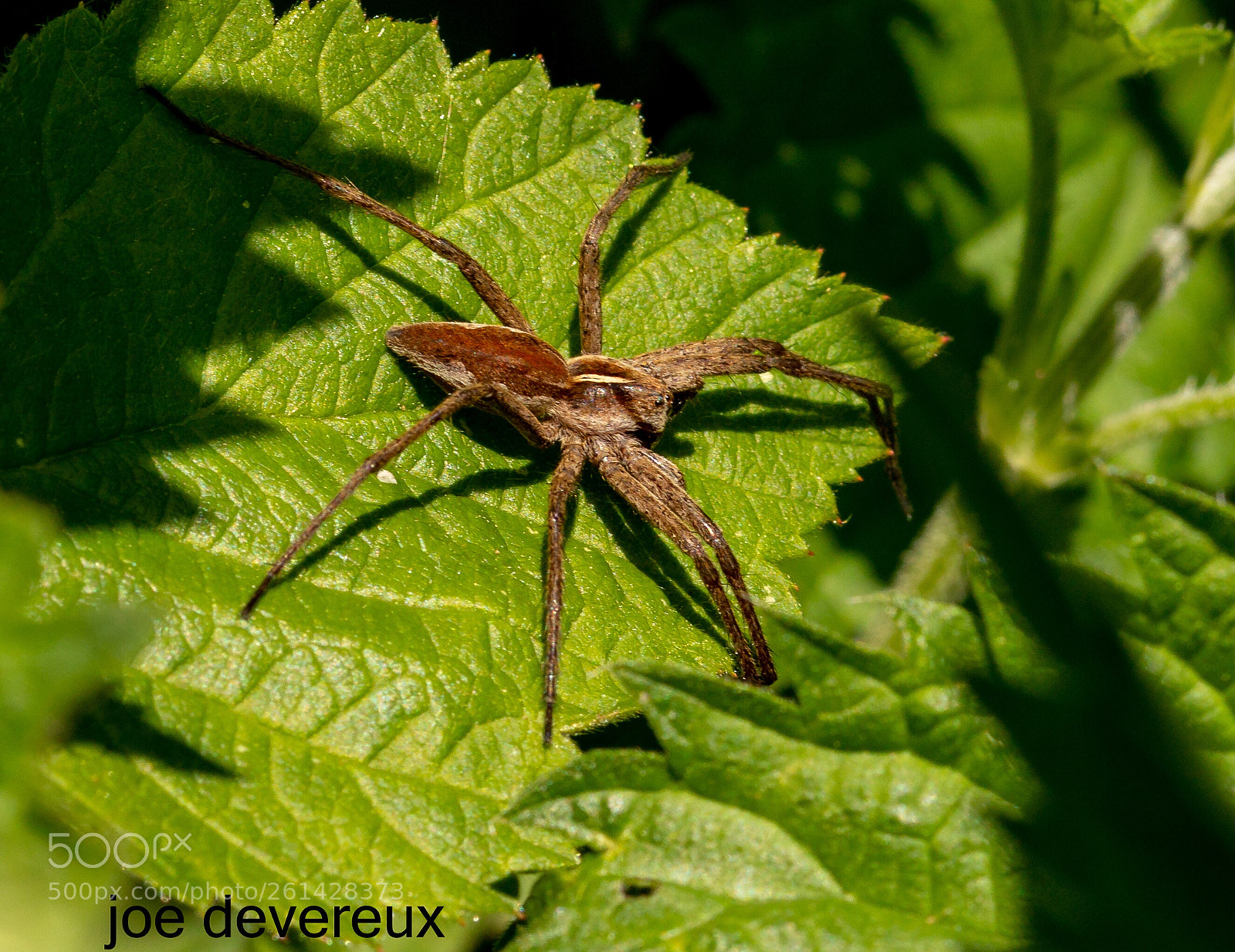 Canon EOS 70D sample photo. Nursery web spider photography