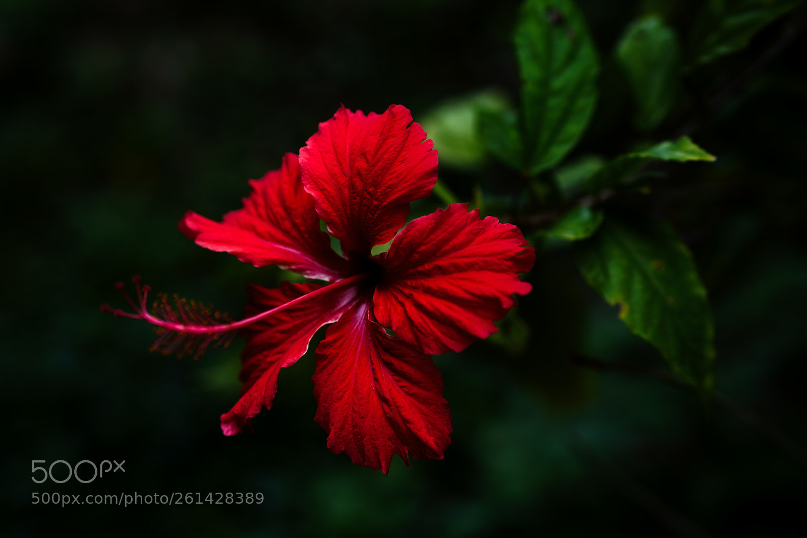 Sony a7R III sample photo. Color photography