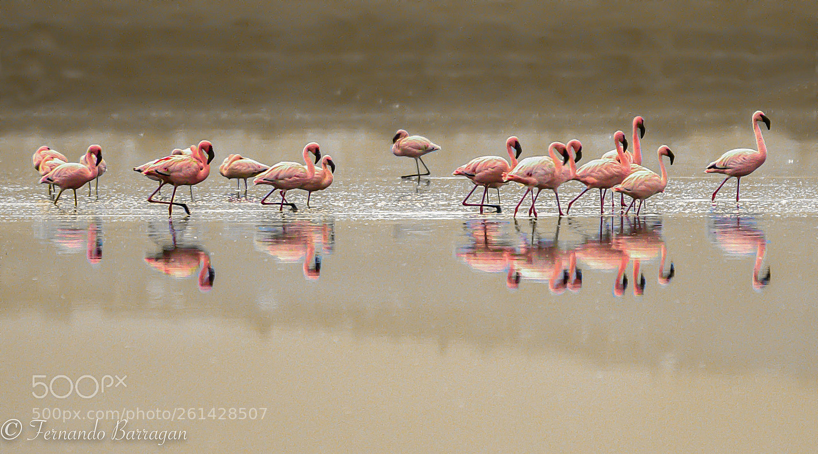 Nikon D300S sample photo. Flamencos photography