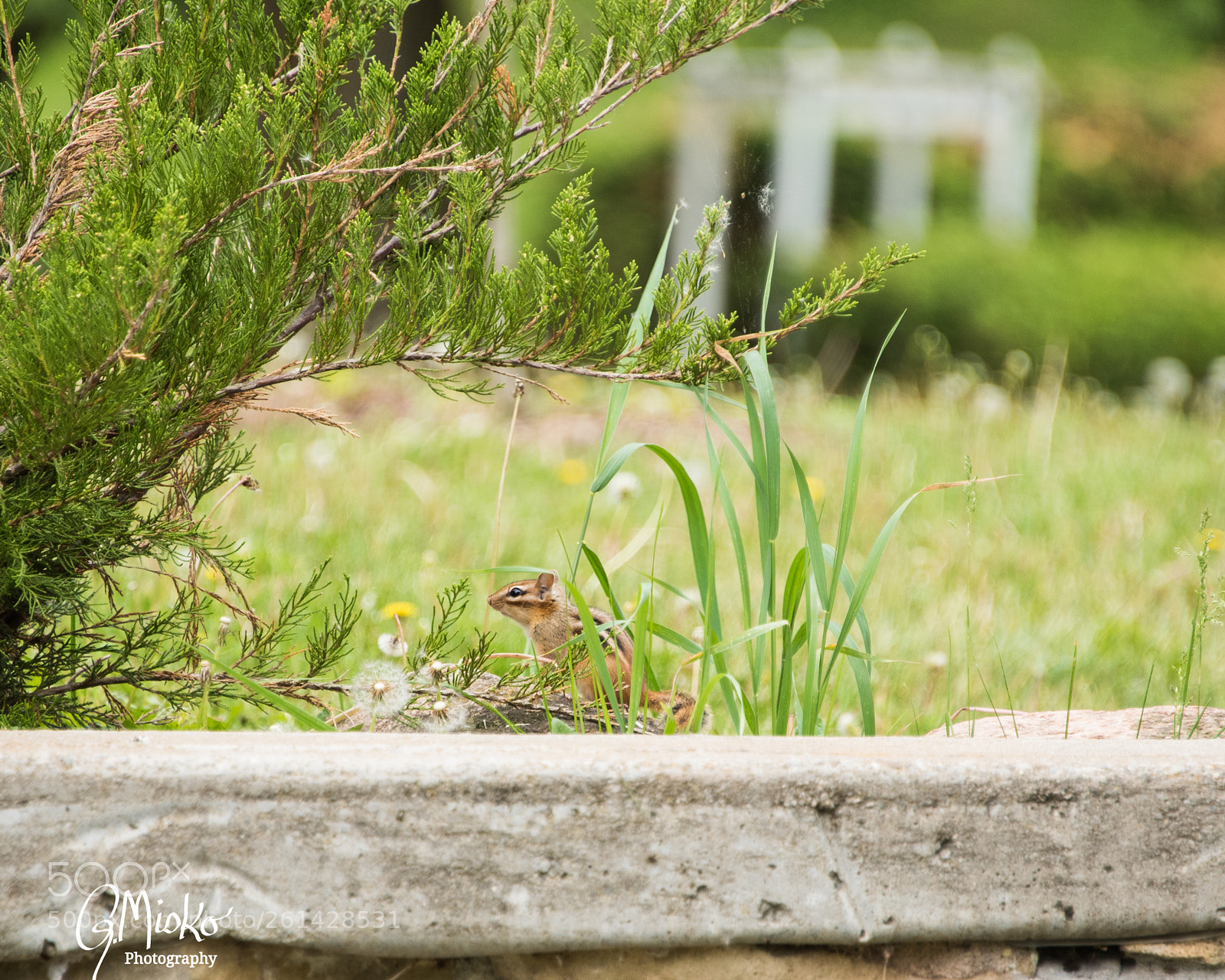 Nikon D750 sample photo. Chipmunk photography