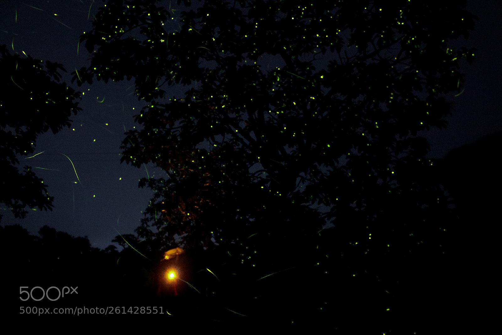 Canon EOS 1300D (EOS Rebel T6 / EOS Kiss X80) sample photo. Fireflies photography