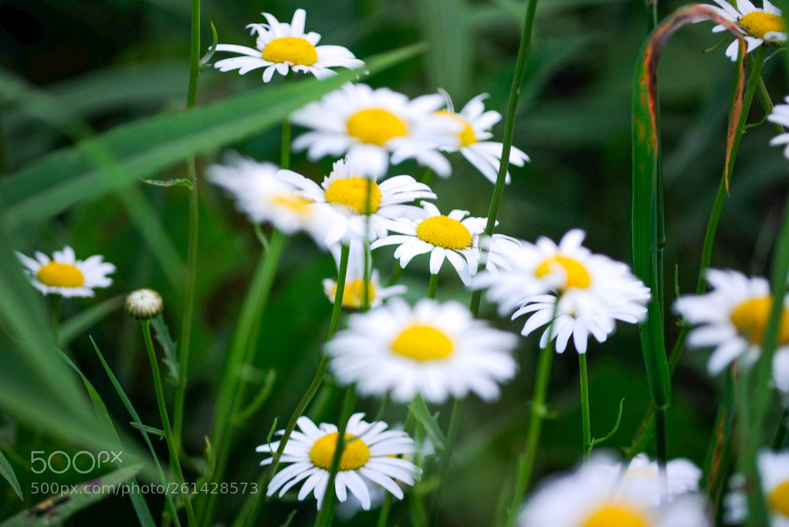 Nikon D3000 sample photo. Daisy collage photography