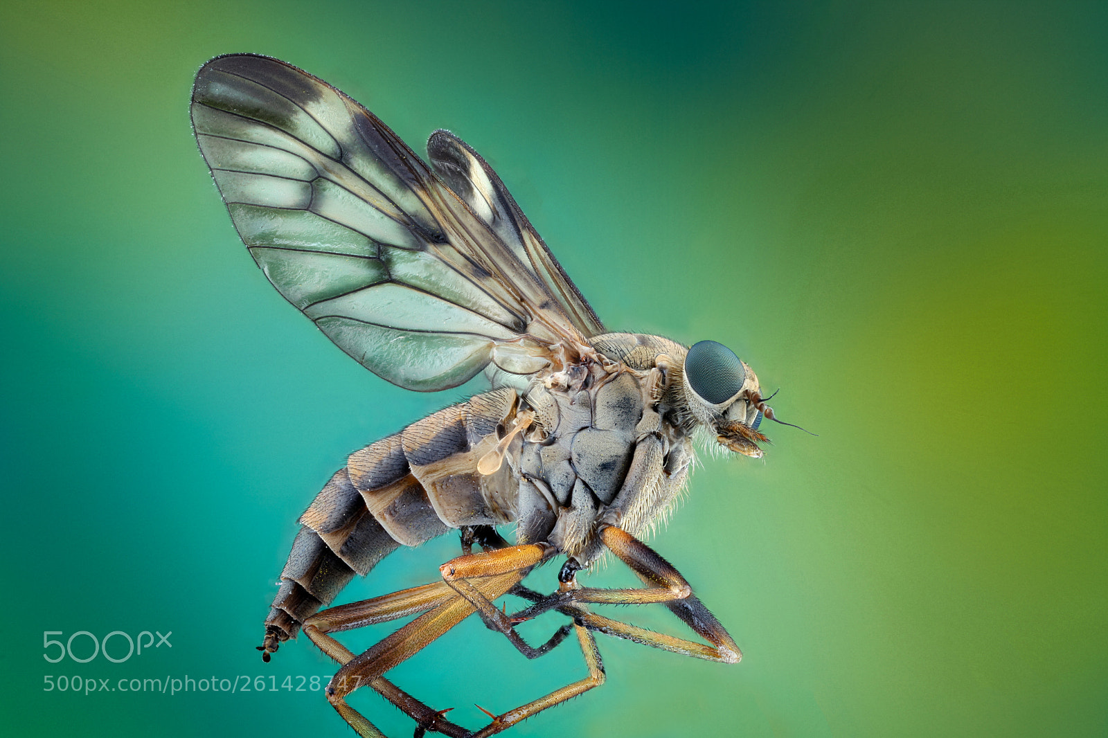 Canon EOS 5D Mark II sample photo. Fly photography