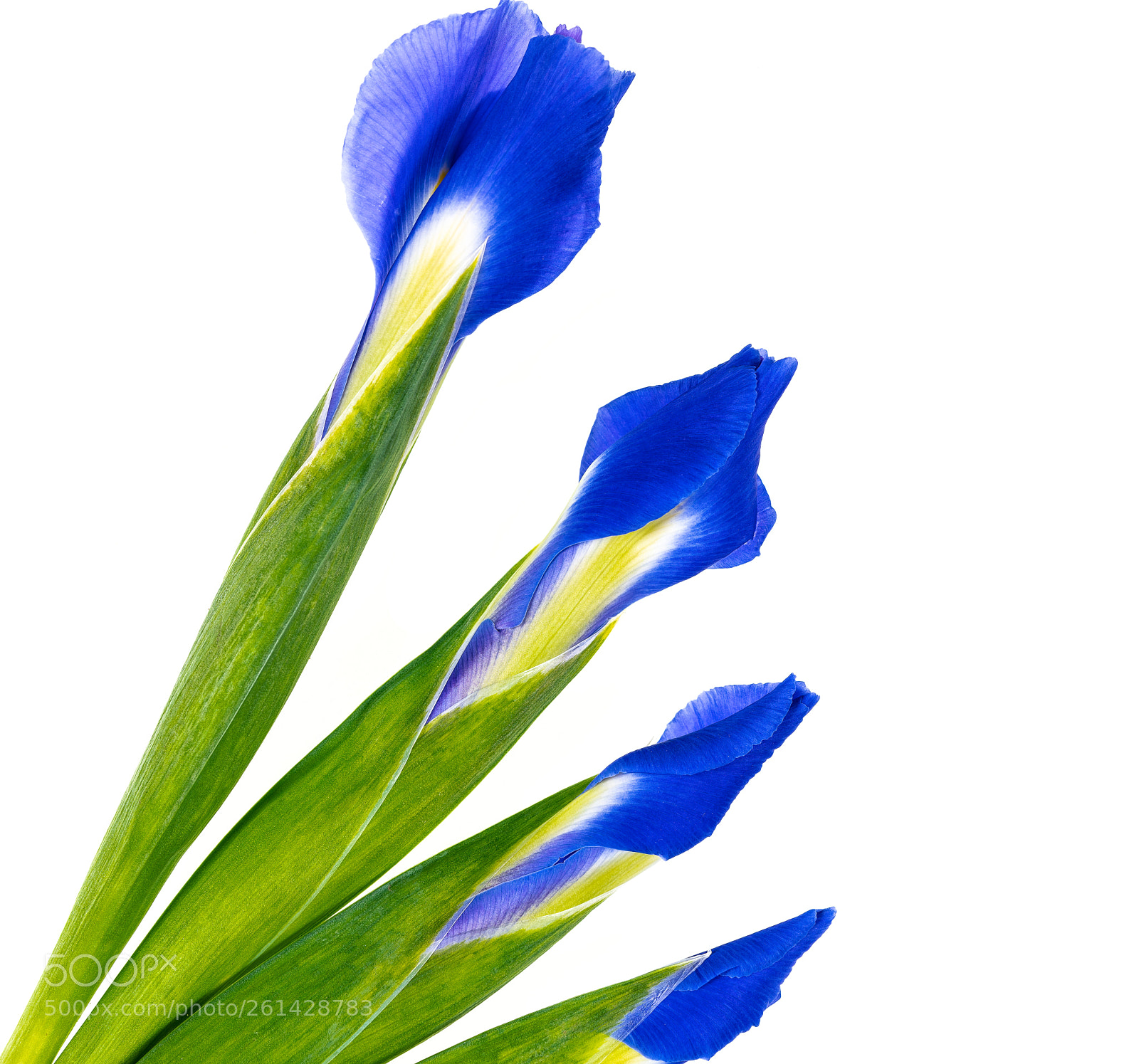 Sony a7R III sample photo. Iris photography