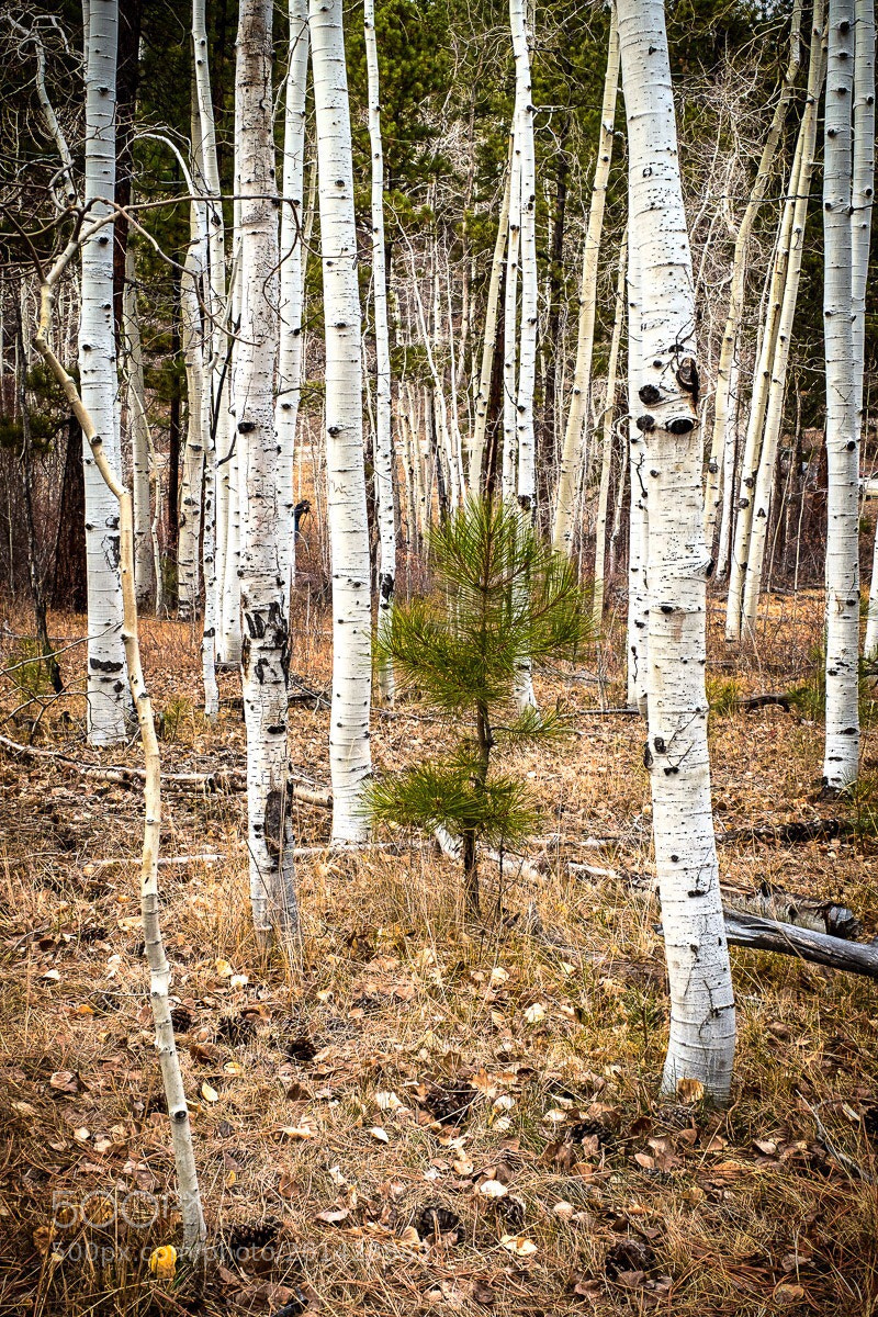 Fujifilm X-Pro2 sample photo. Odd tree out photography