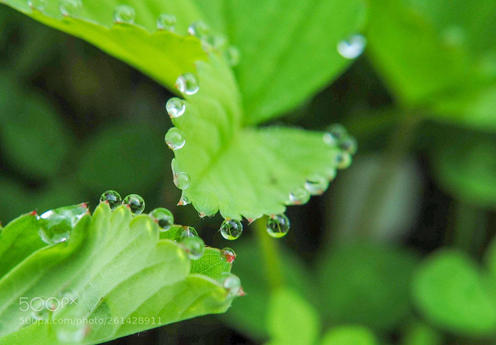 Nikon D3000 sample photo. Droplets on leaves photography