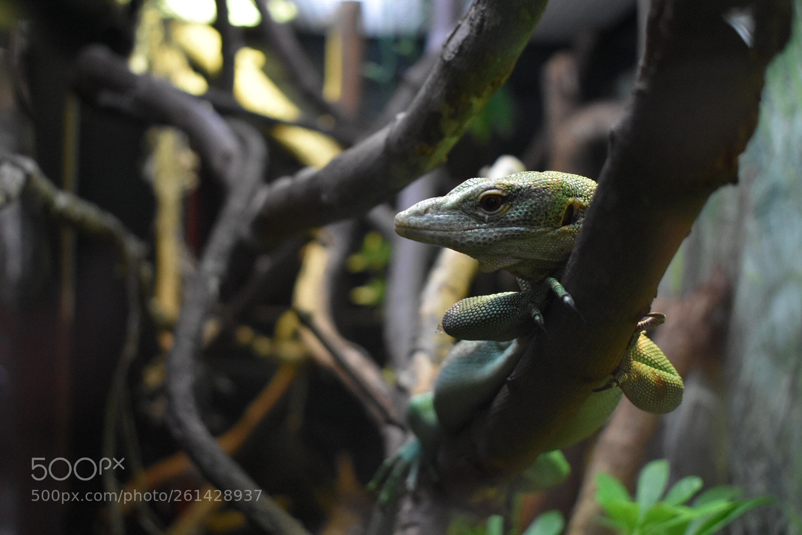 Nikon D3400 sample photo. Lounging lizard photography