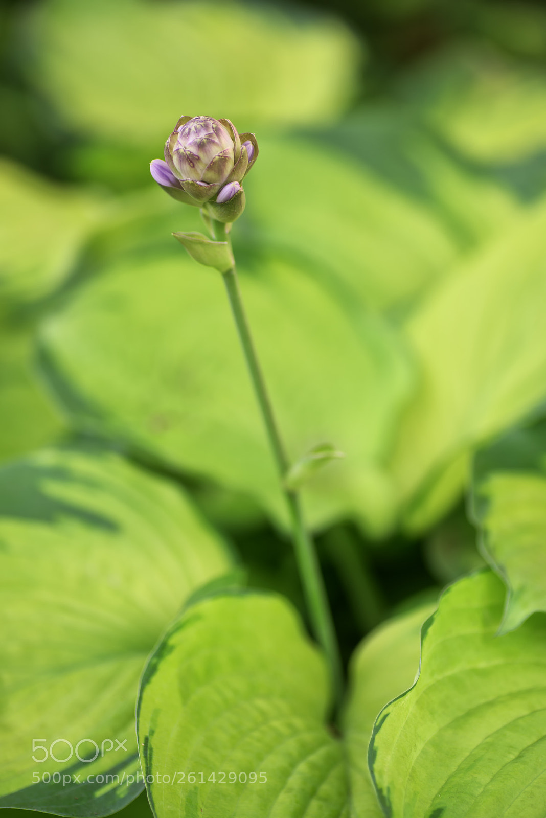 Nikon D810 sample photo. Hosta photography