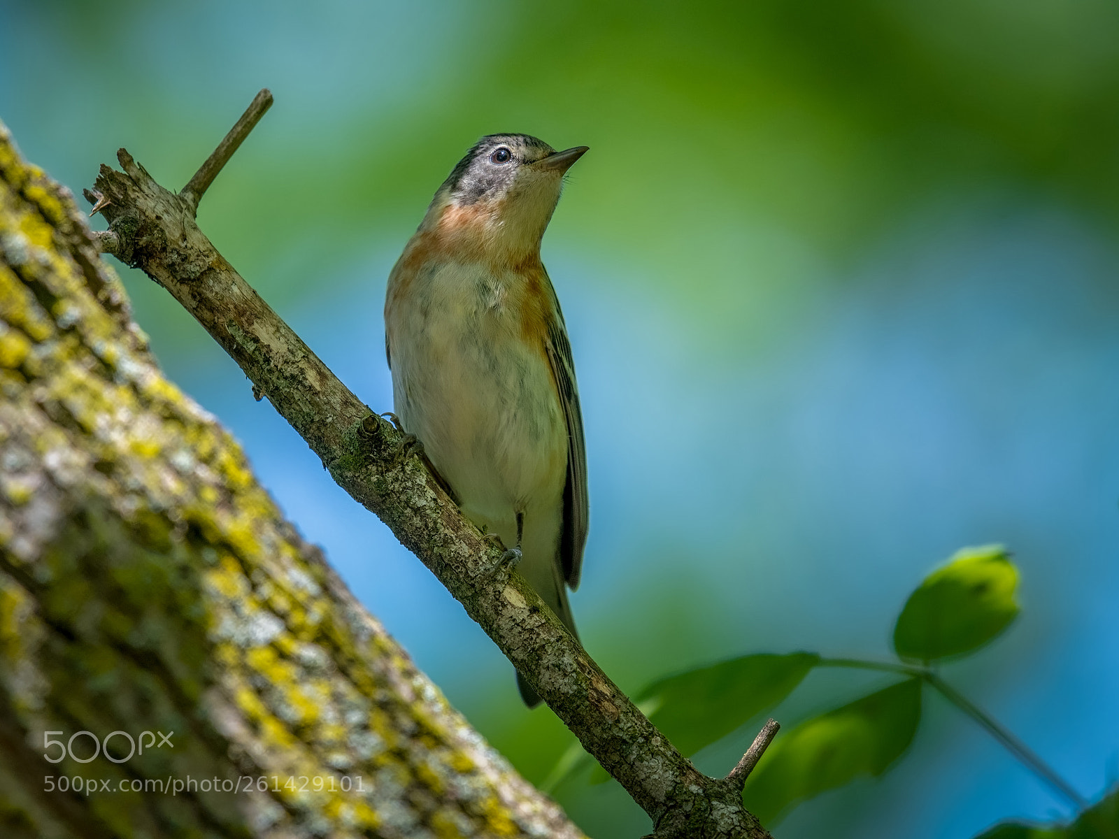 Nikon D500 sample photo. Bay-breasted warbler photography
