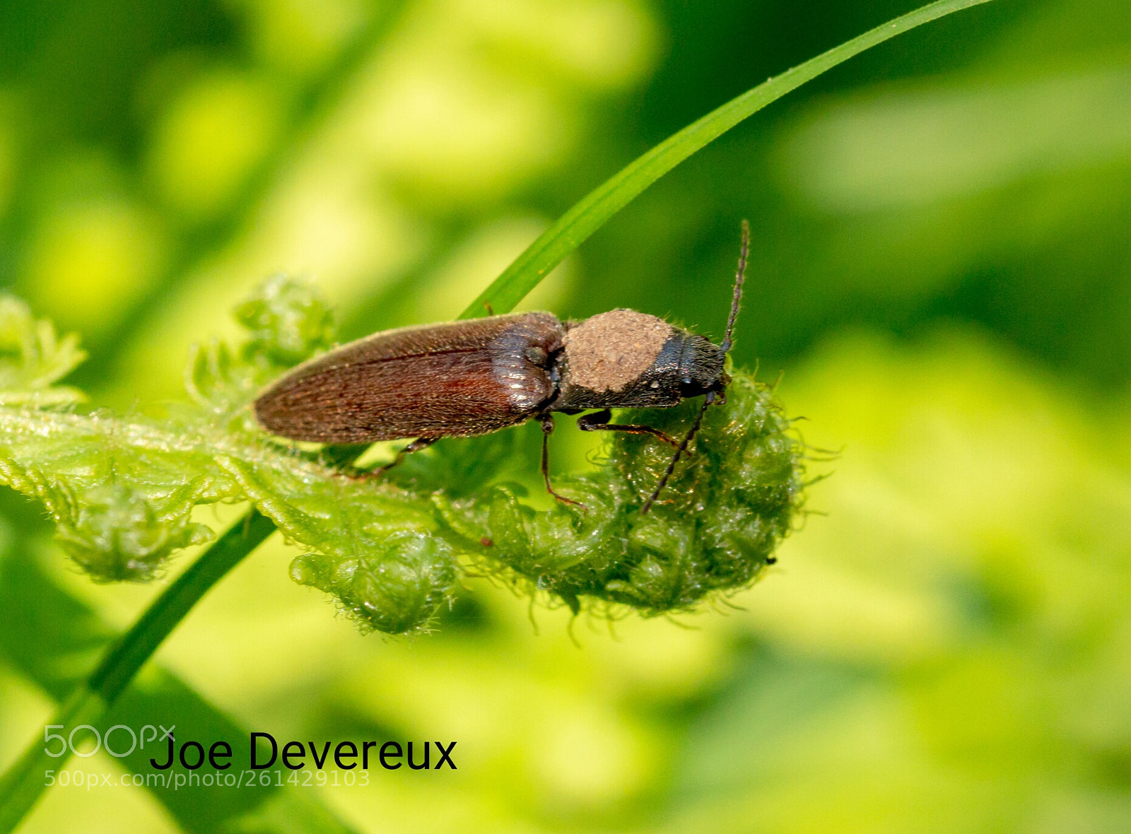 Canon EOS 70D sample photo. Click beetle photography
