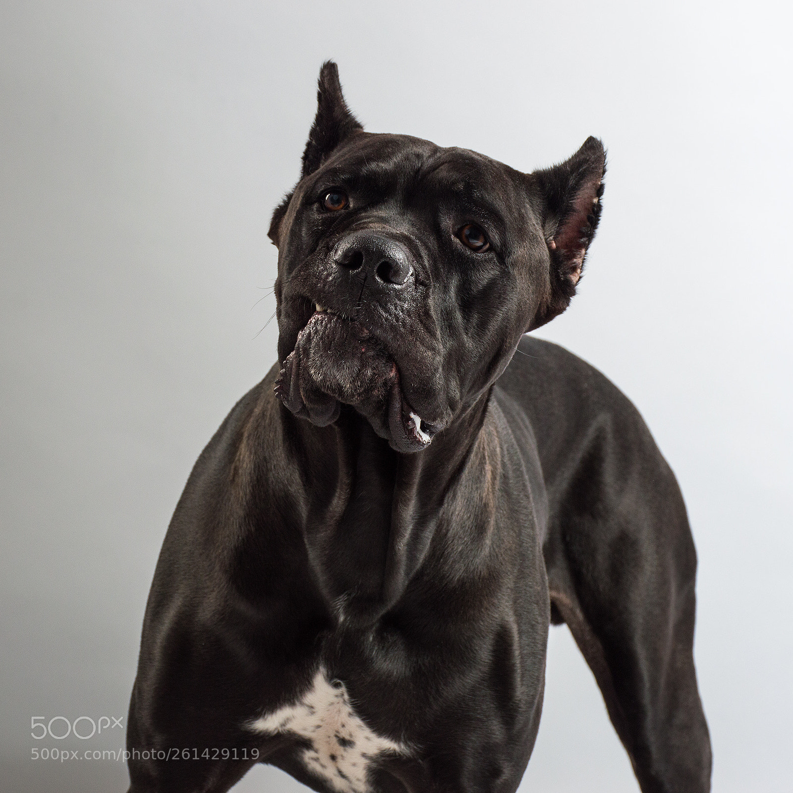 Nikon D3200 sample photo. Dante the cane corso photography