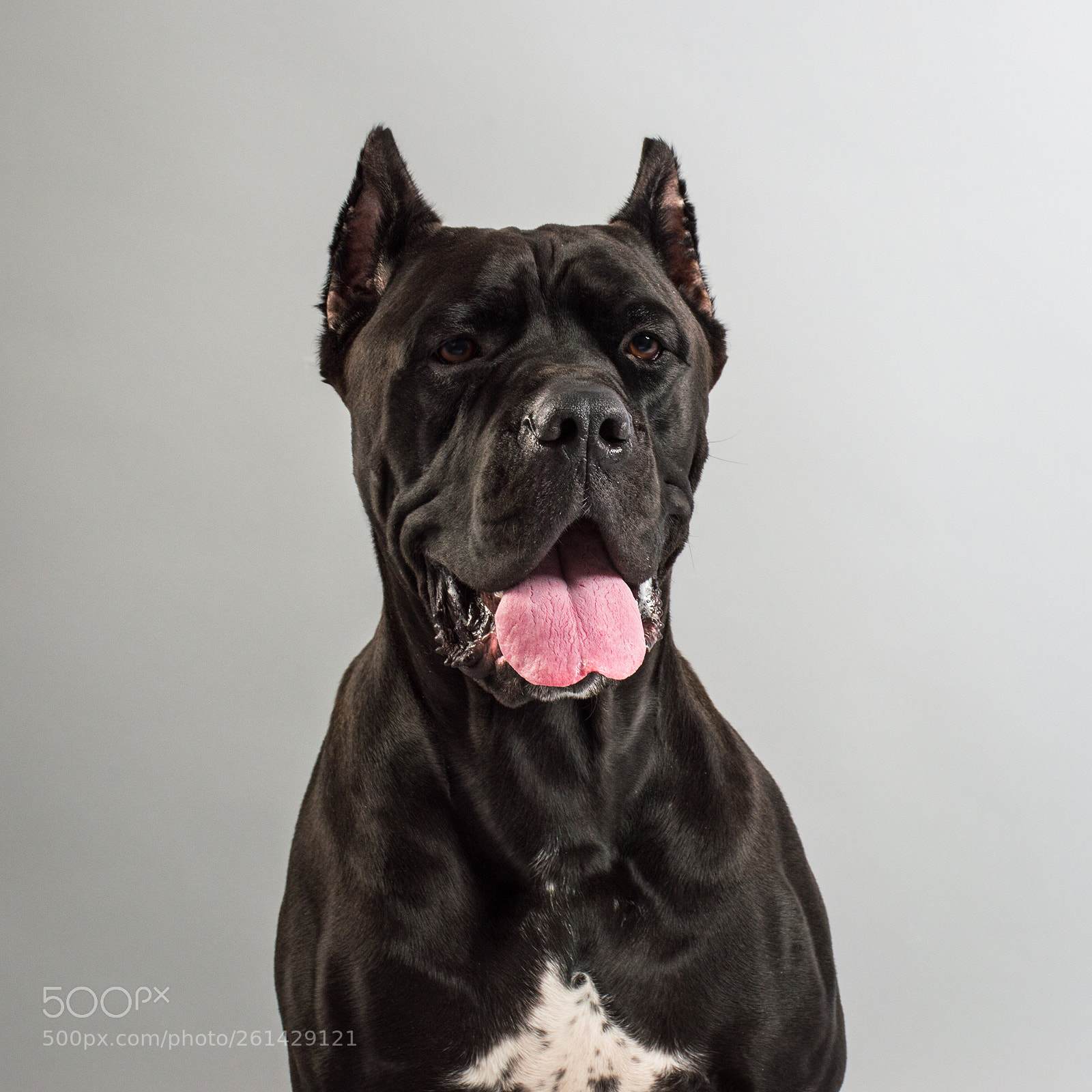 Nikon D3200 sample photo. Dante the cane corso photography