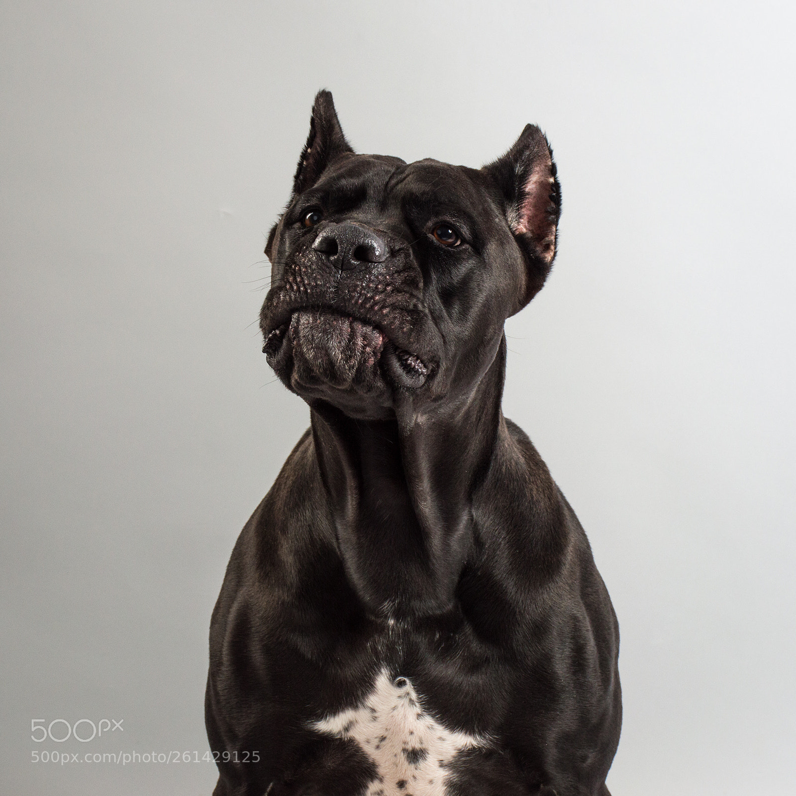 Nikon D3200 sample photo. Dante the cane corso photography