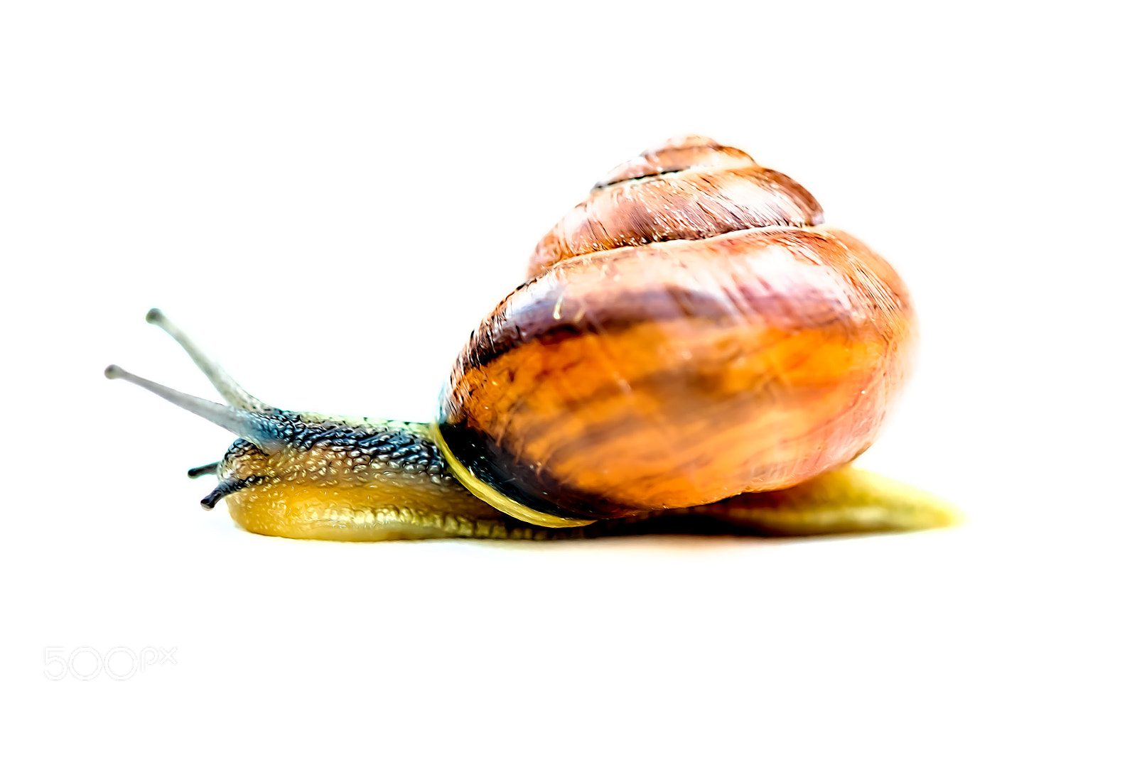 Canon EOS 77D (EOS 9000D / EOS 770D) sample photo. Snail - art photography