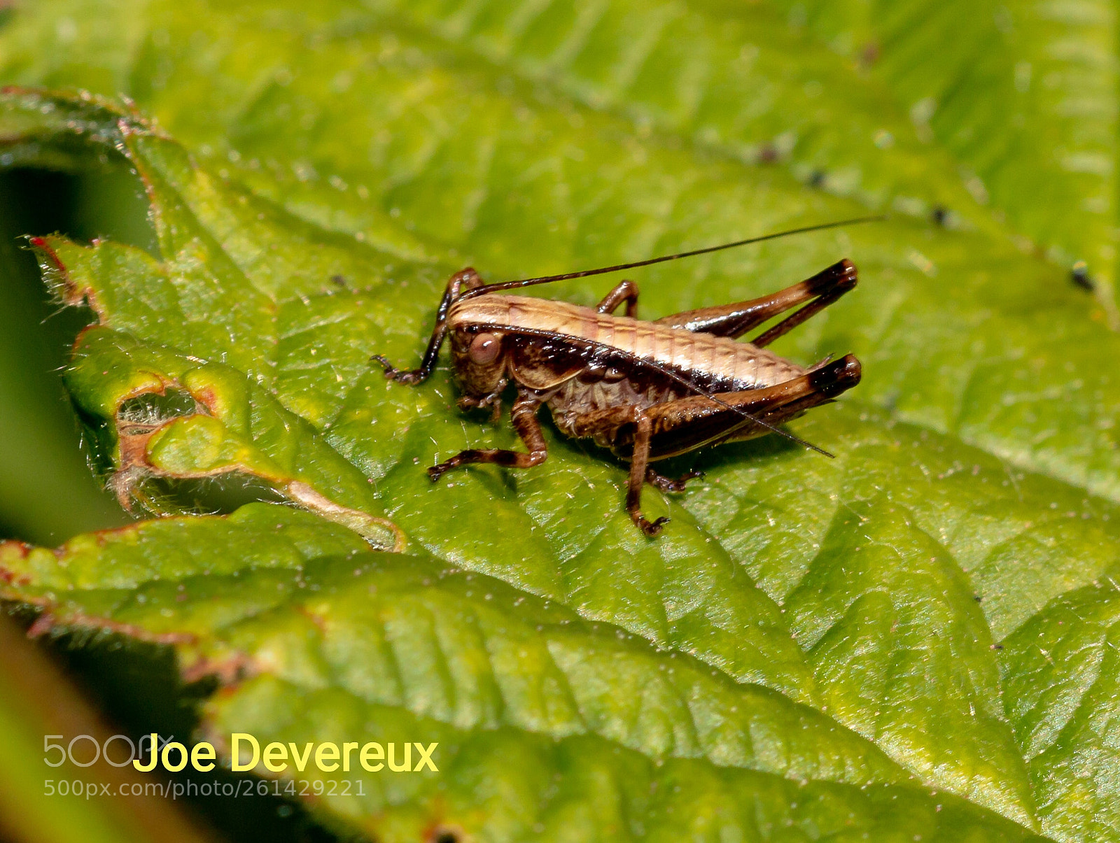 Canon EOS 70D sample photo. Bush cricket photography